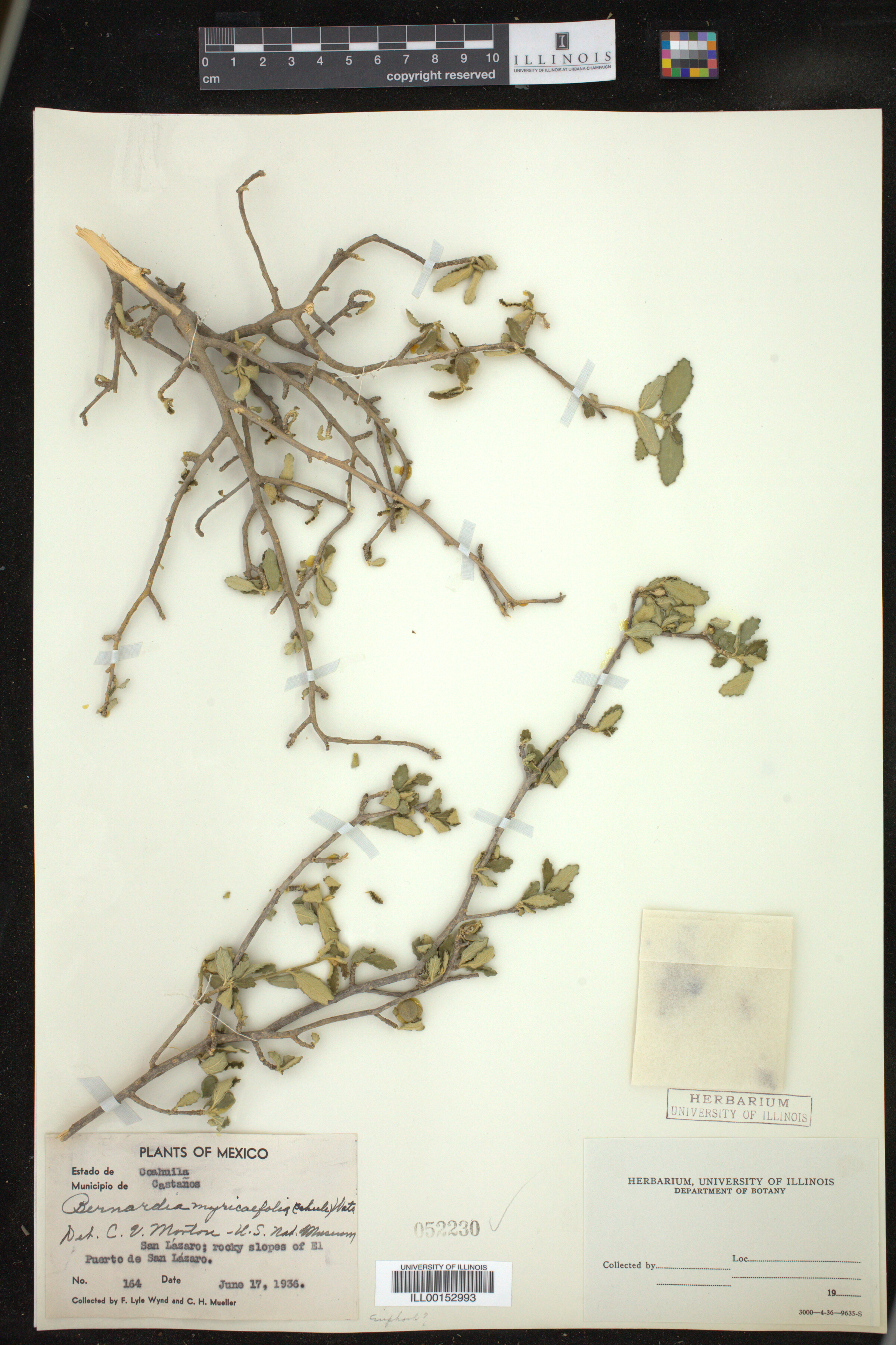 Bernardia myricifolia image