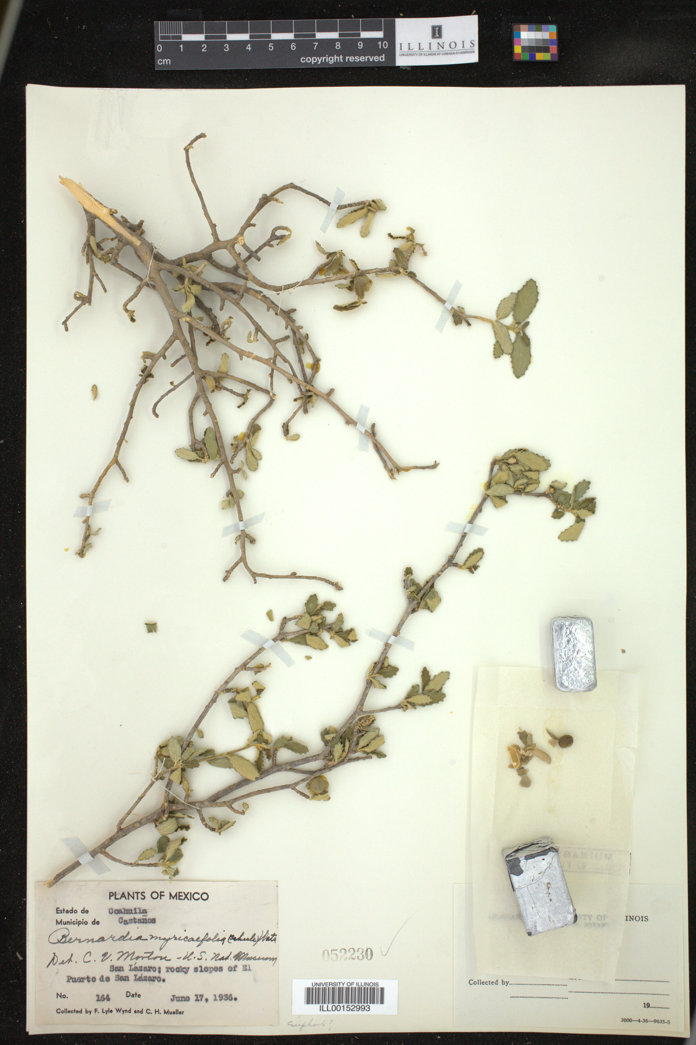 Bernardia myricifolia image