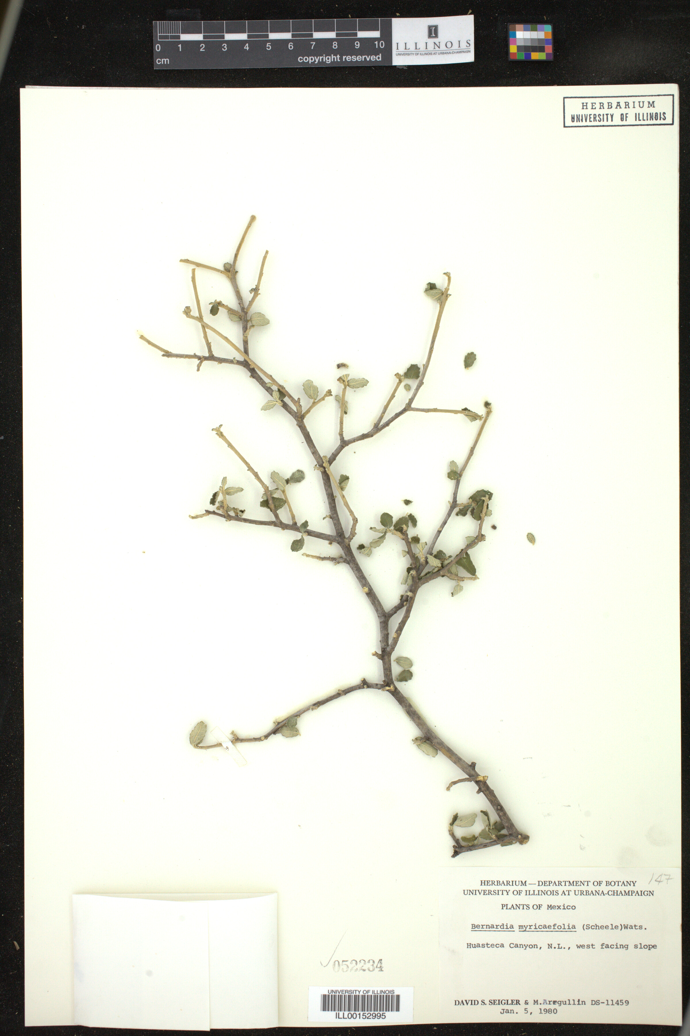 Bernardia myricifolia image