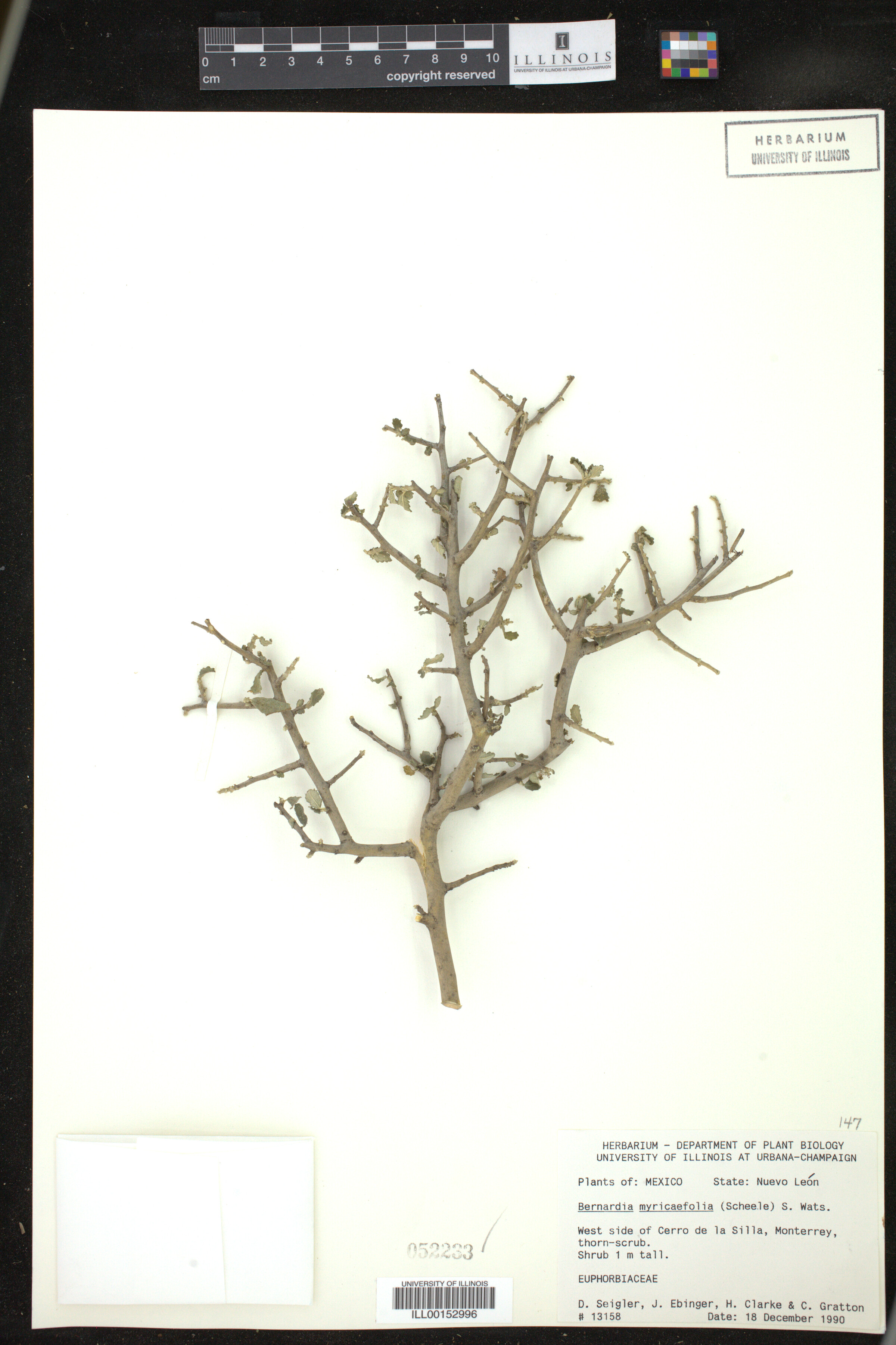 Bernardia image