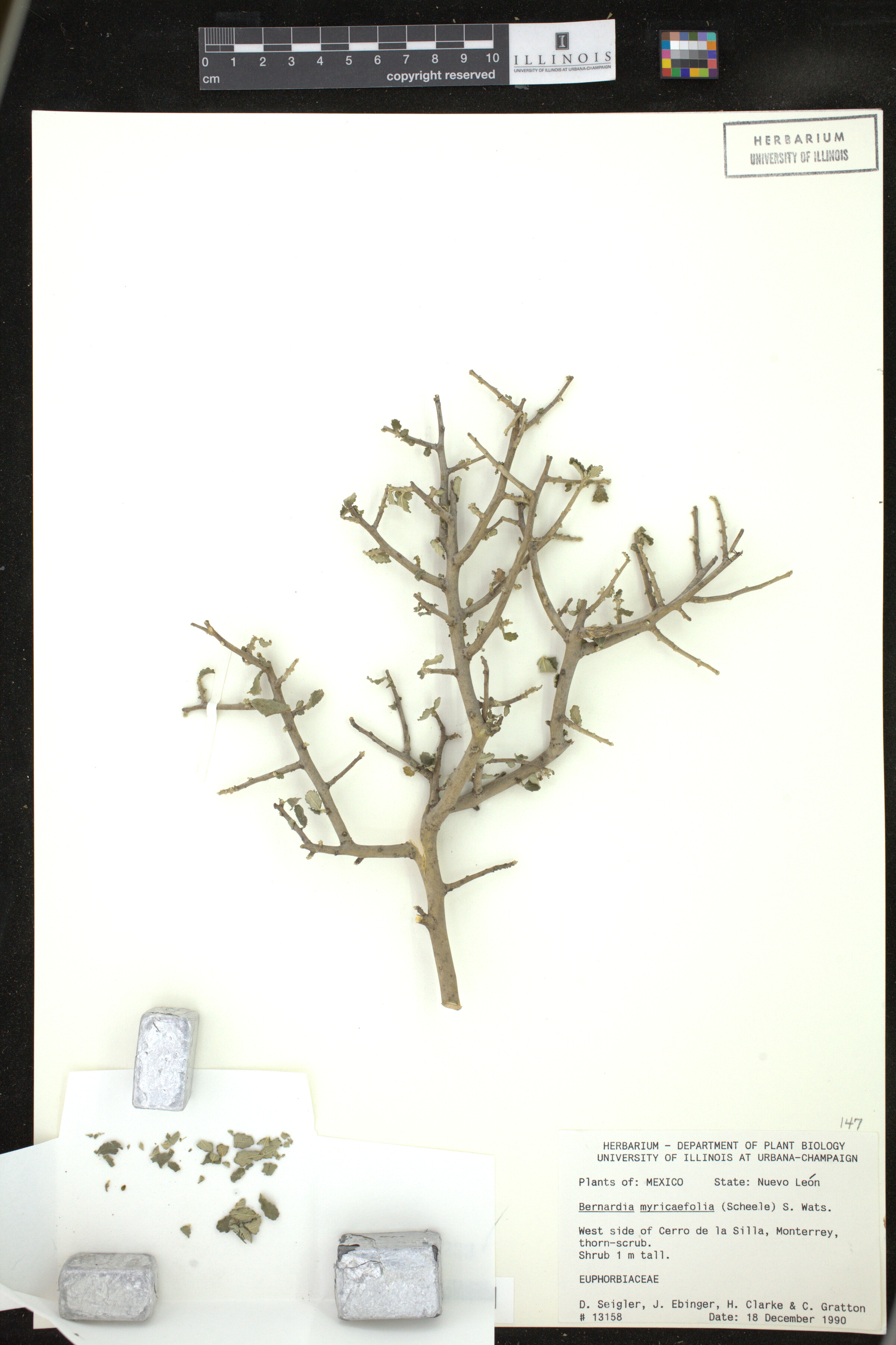 Bernardia image