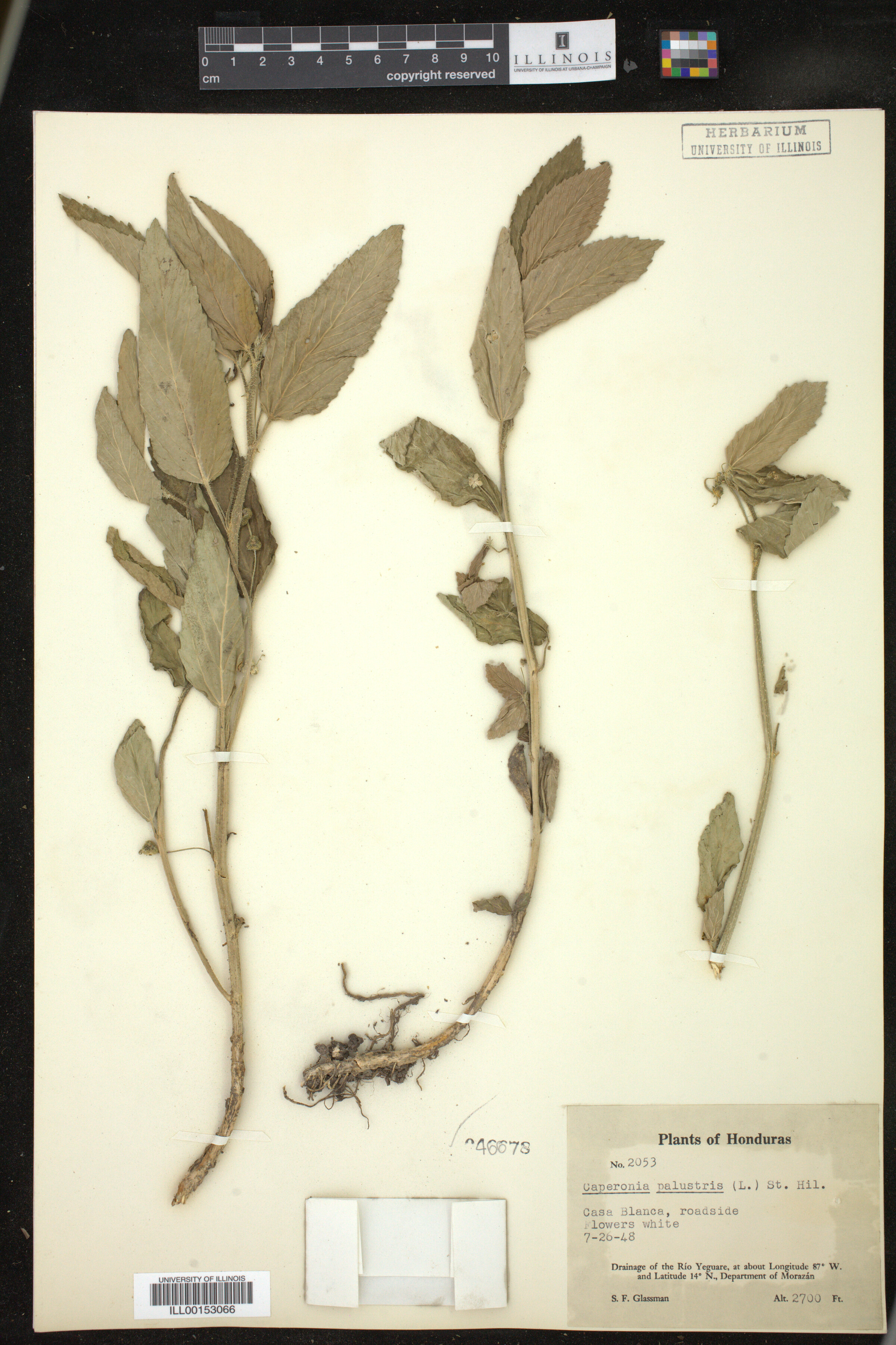 Caperonia palustris image
