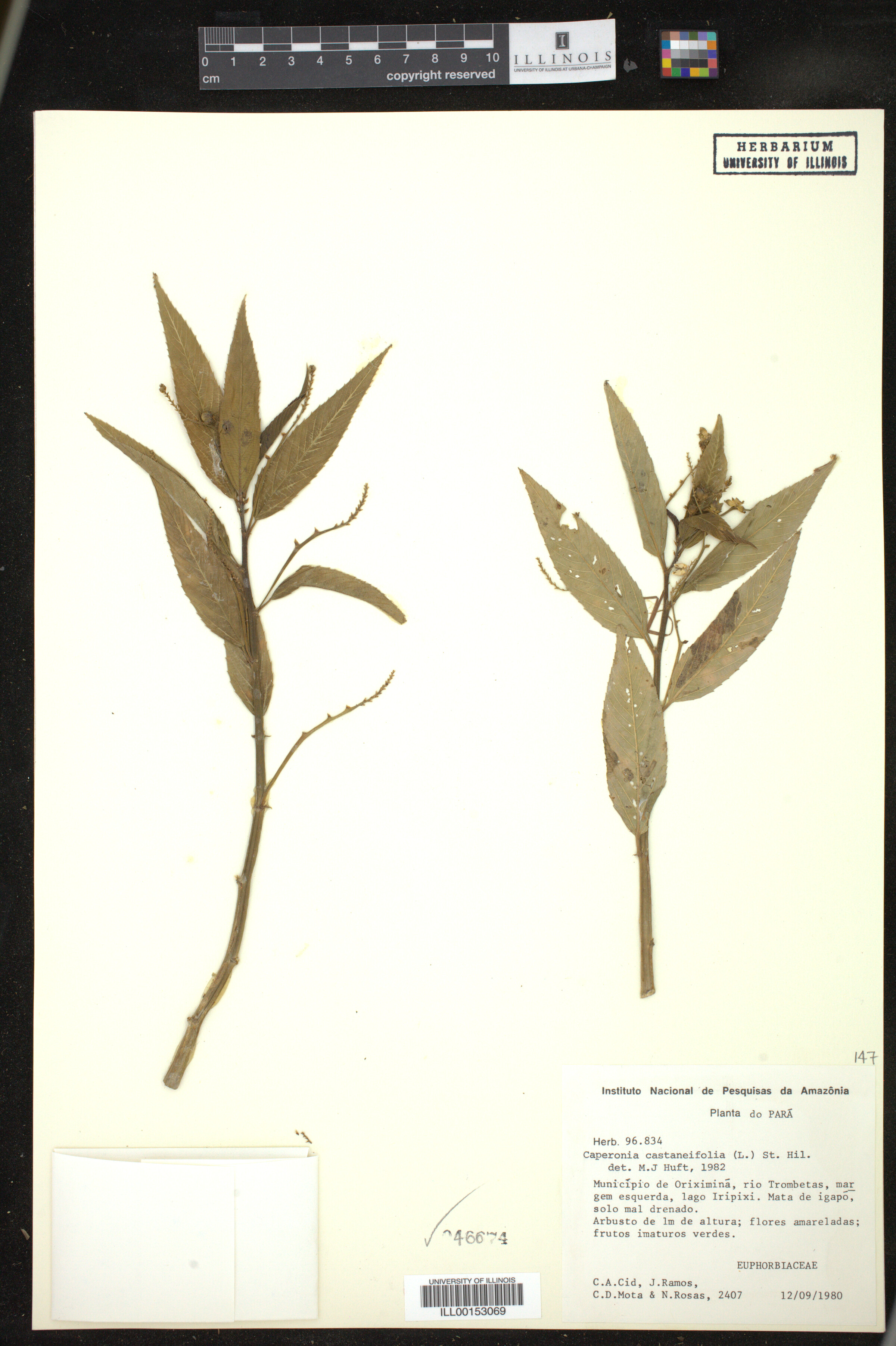 Caperonia castaneifolia image