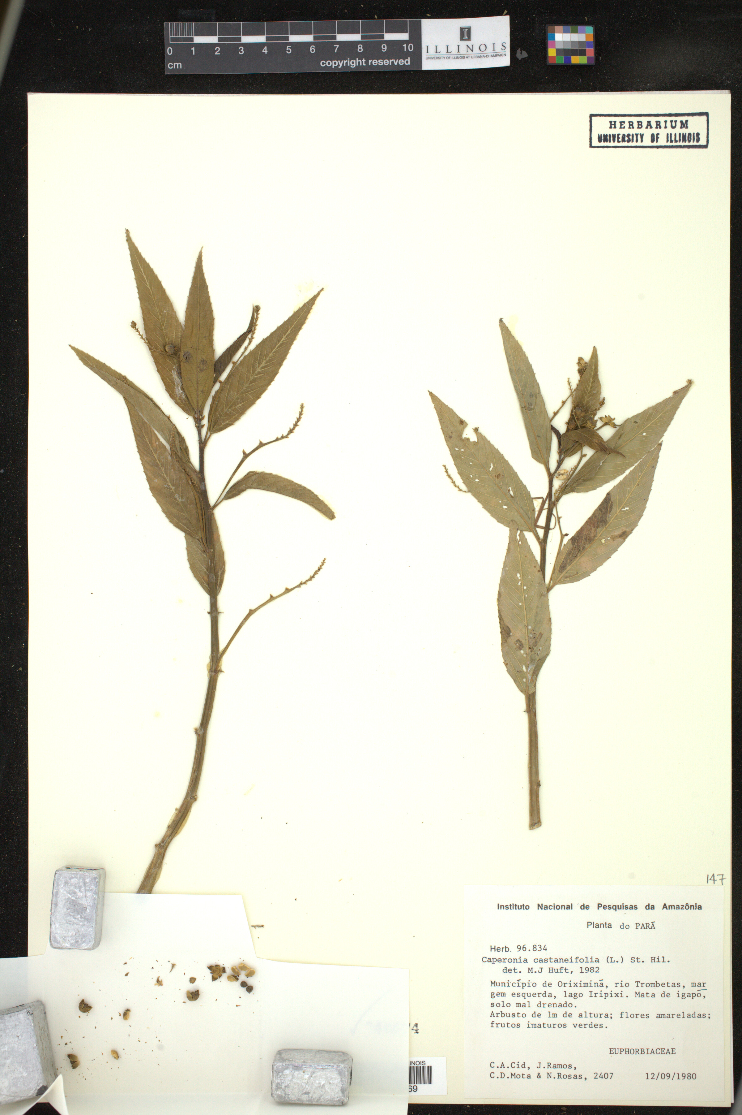 Caperonia castaneifolia image