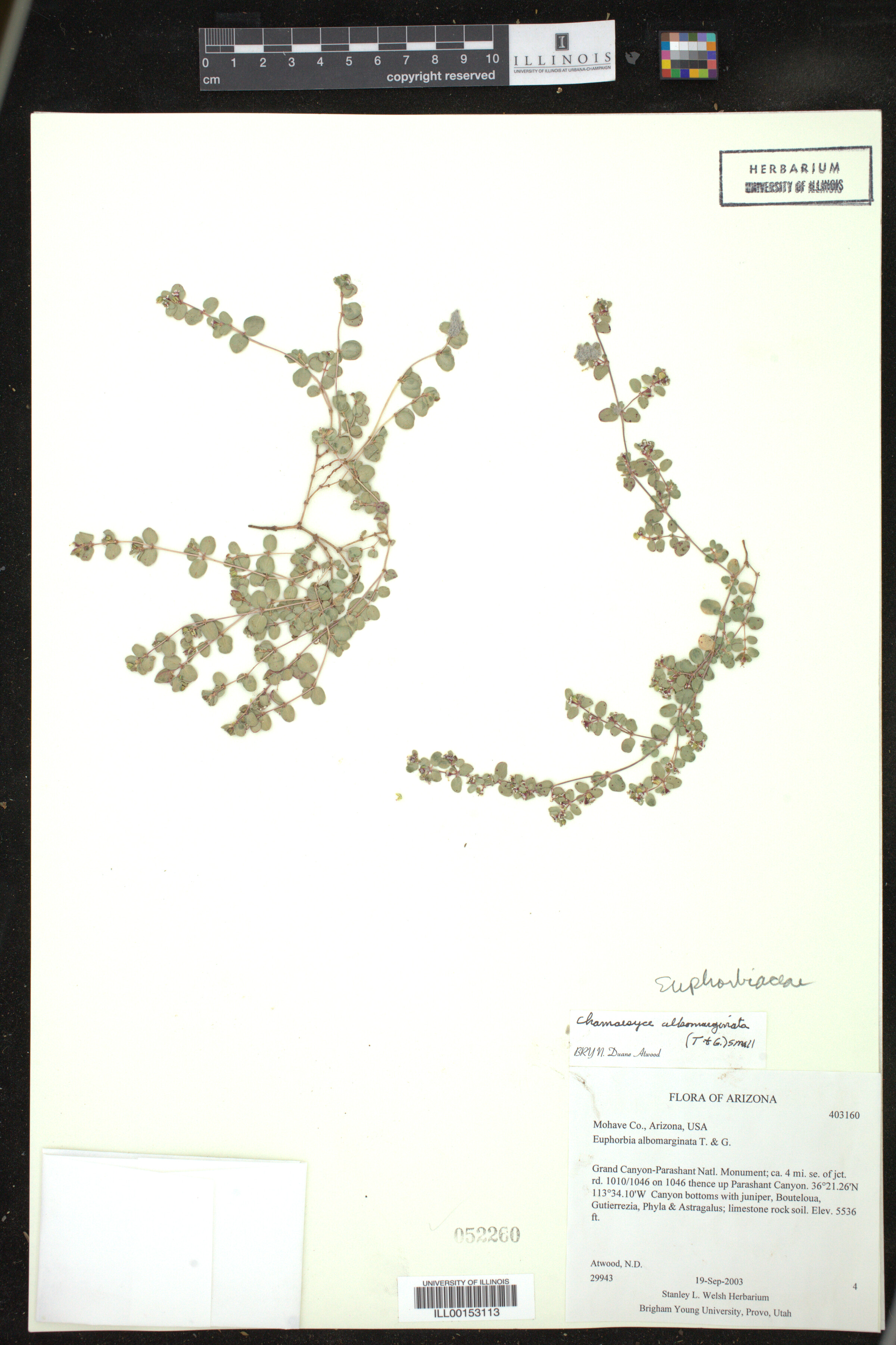 Euphorbia albomarginata image