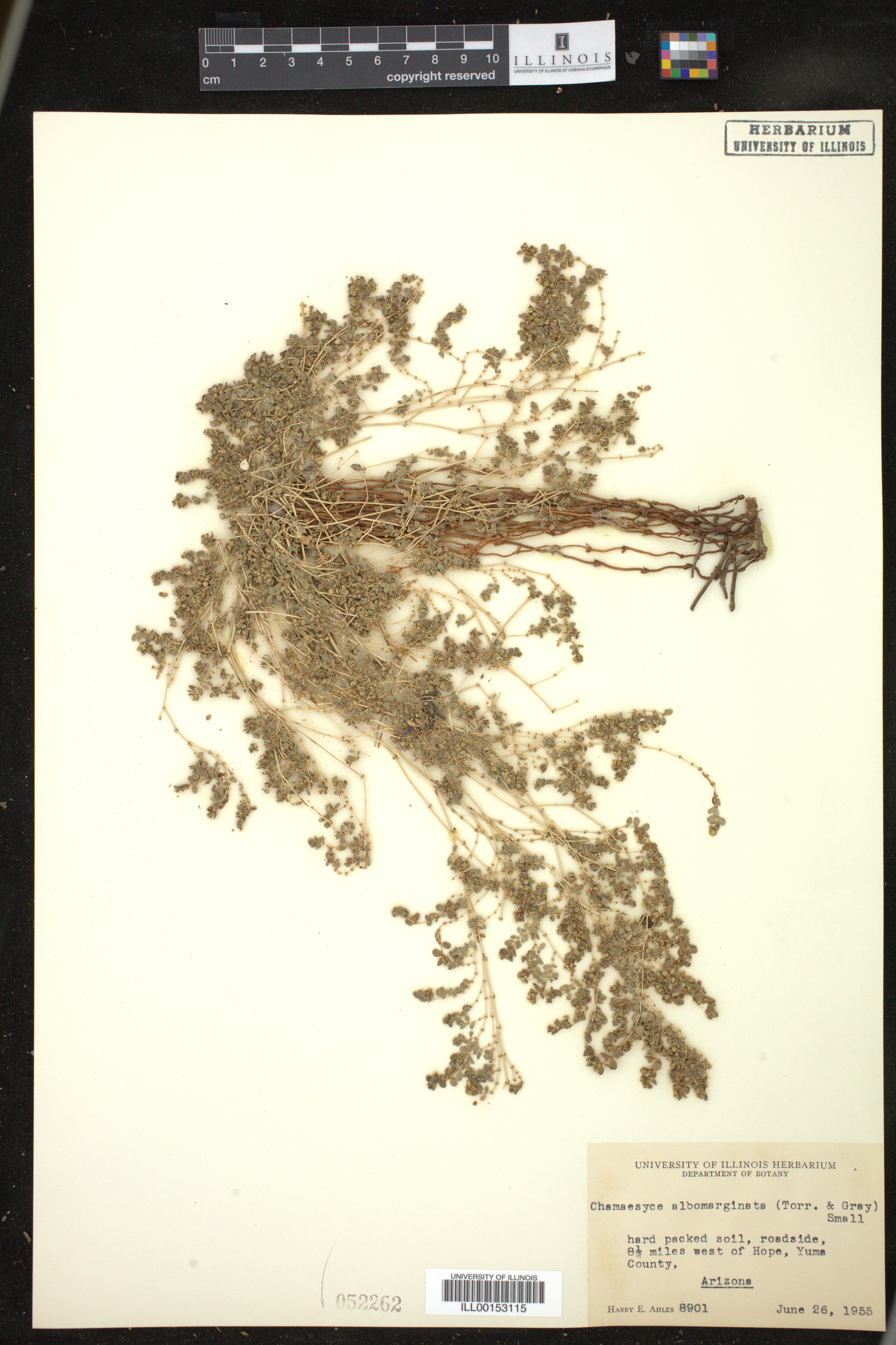 Euphorbia albomarginata image