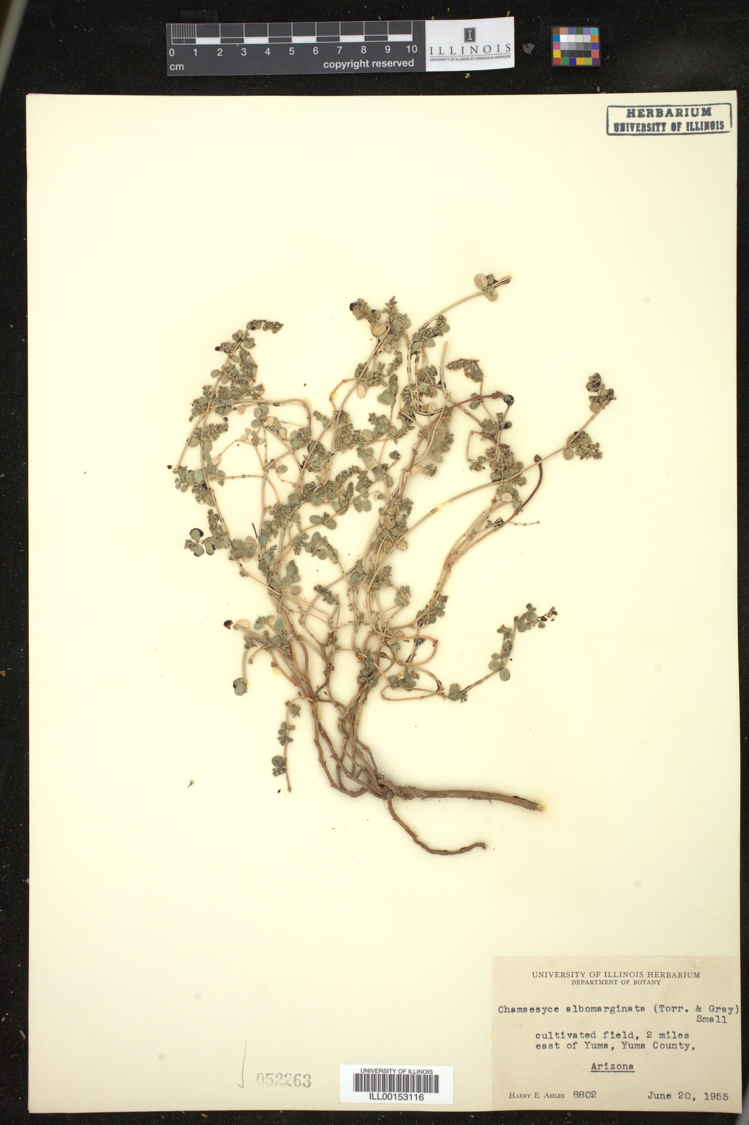 Euphorbia albomarginata image