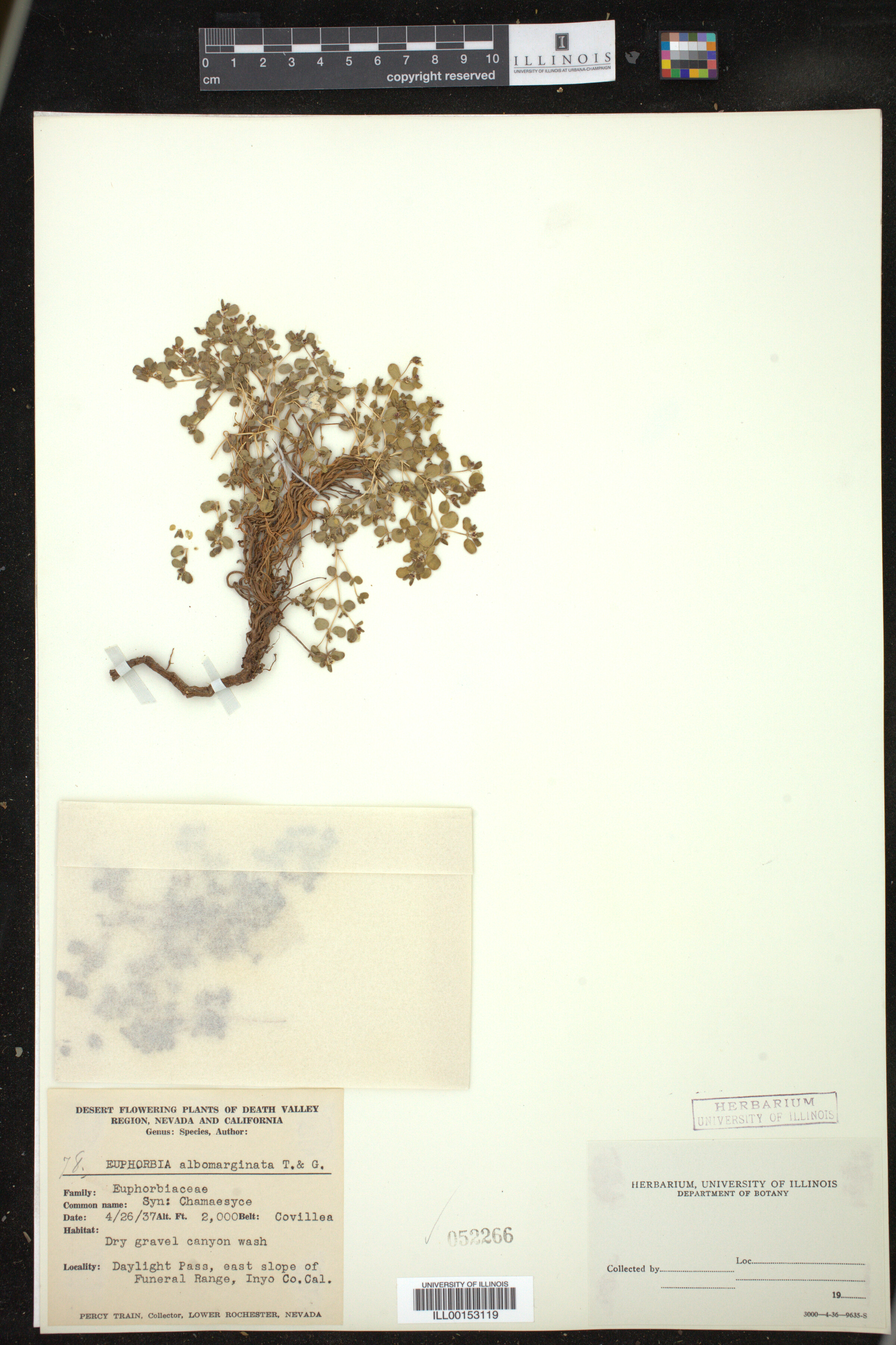 Euphorbia albomarginata image