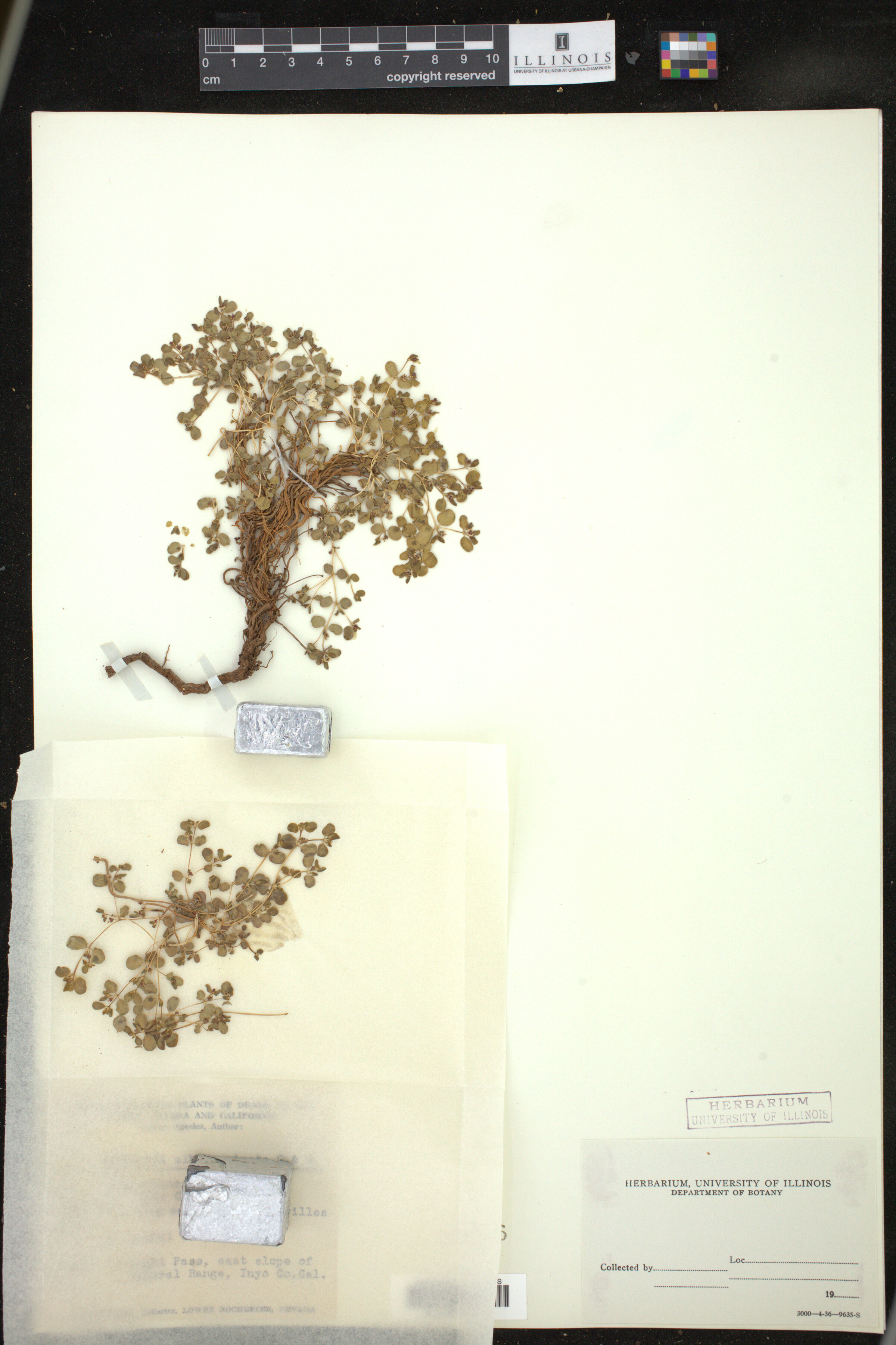 Euphorbia albomarginata image