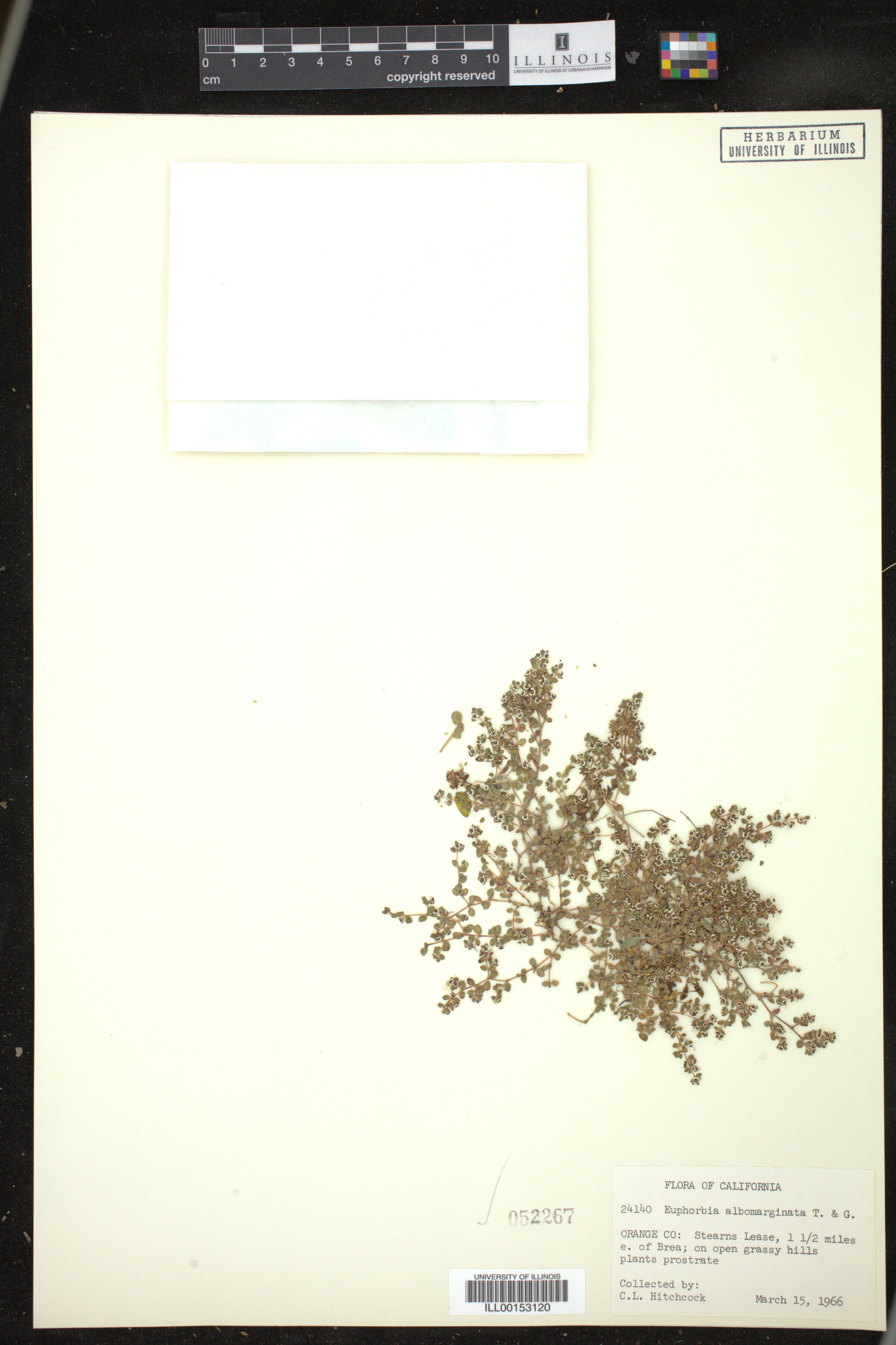 Euphorbia albomarginata image