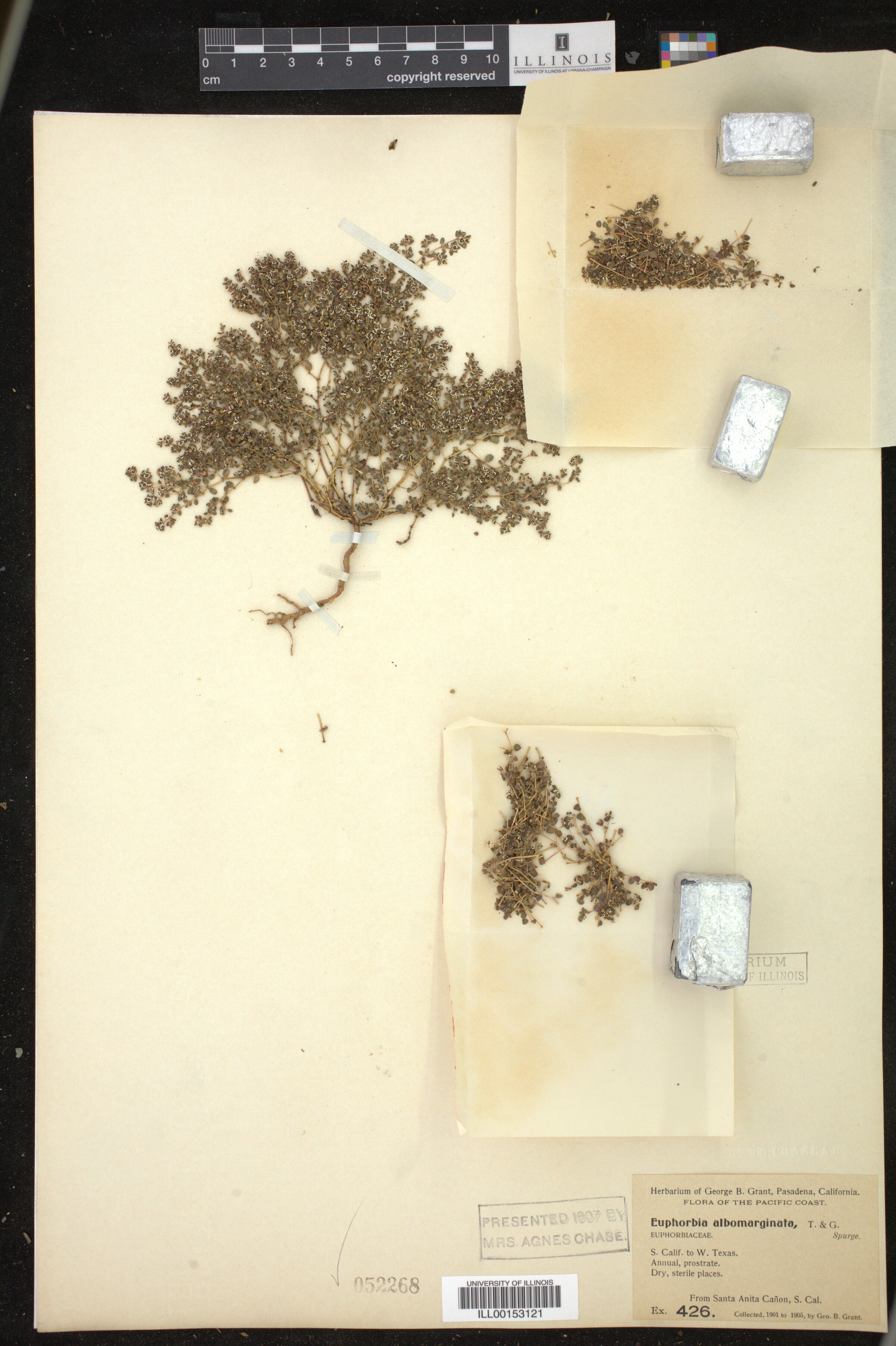 Euphorbia albomarginata image