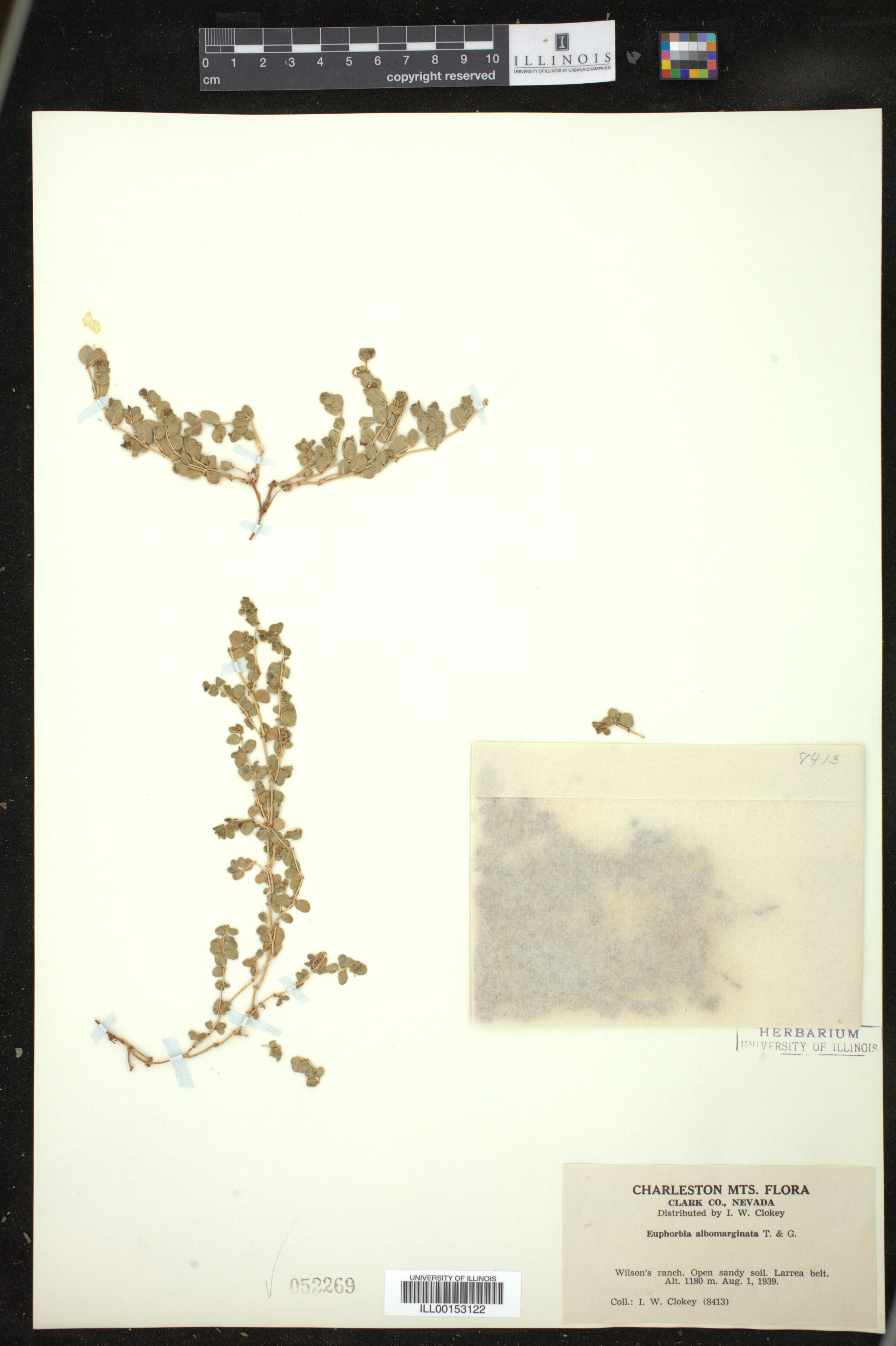 Euphorbia albomarginata image