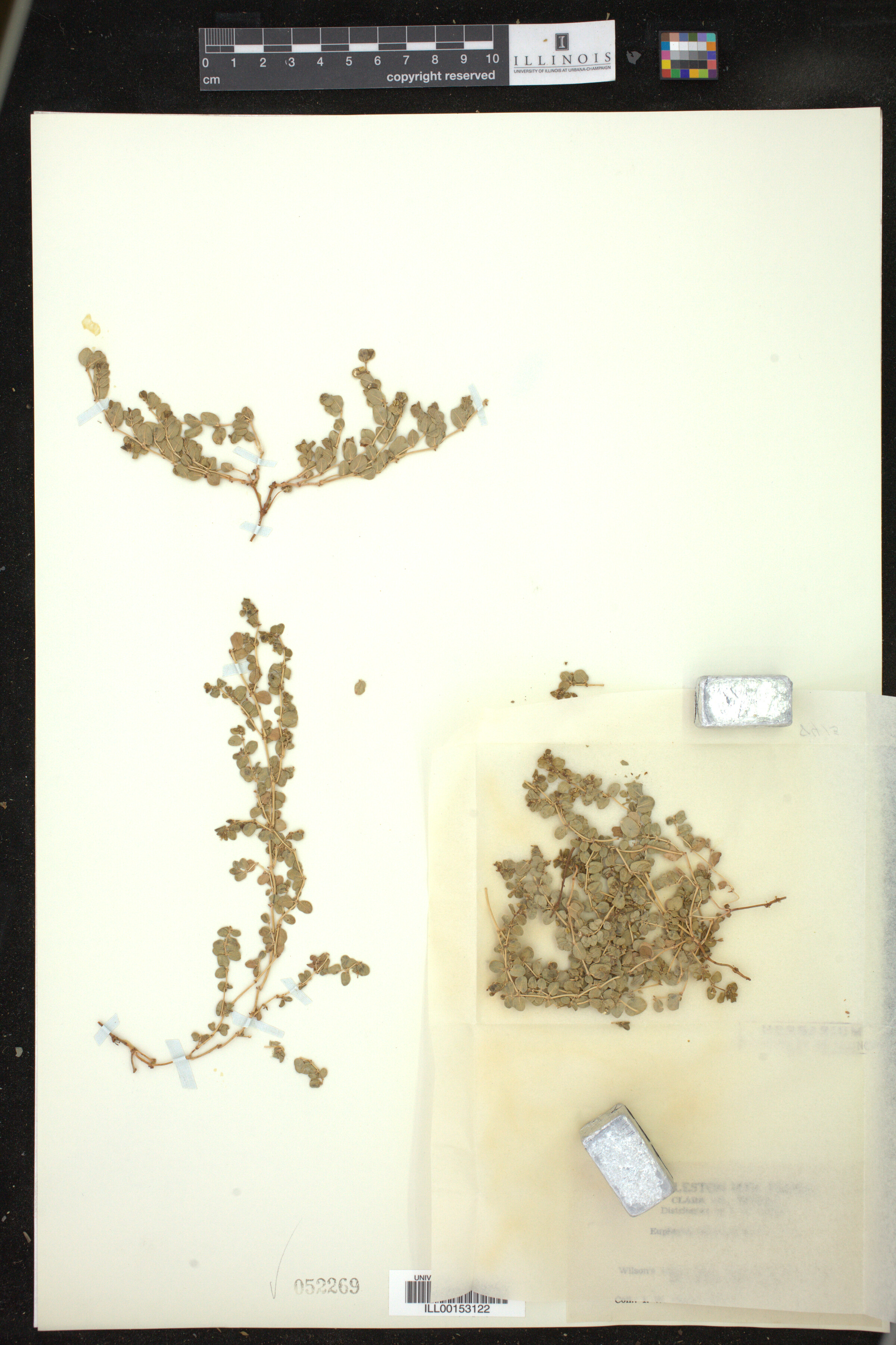 Euphorbia albomarginata image