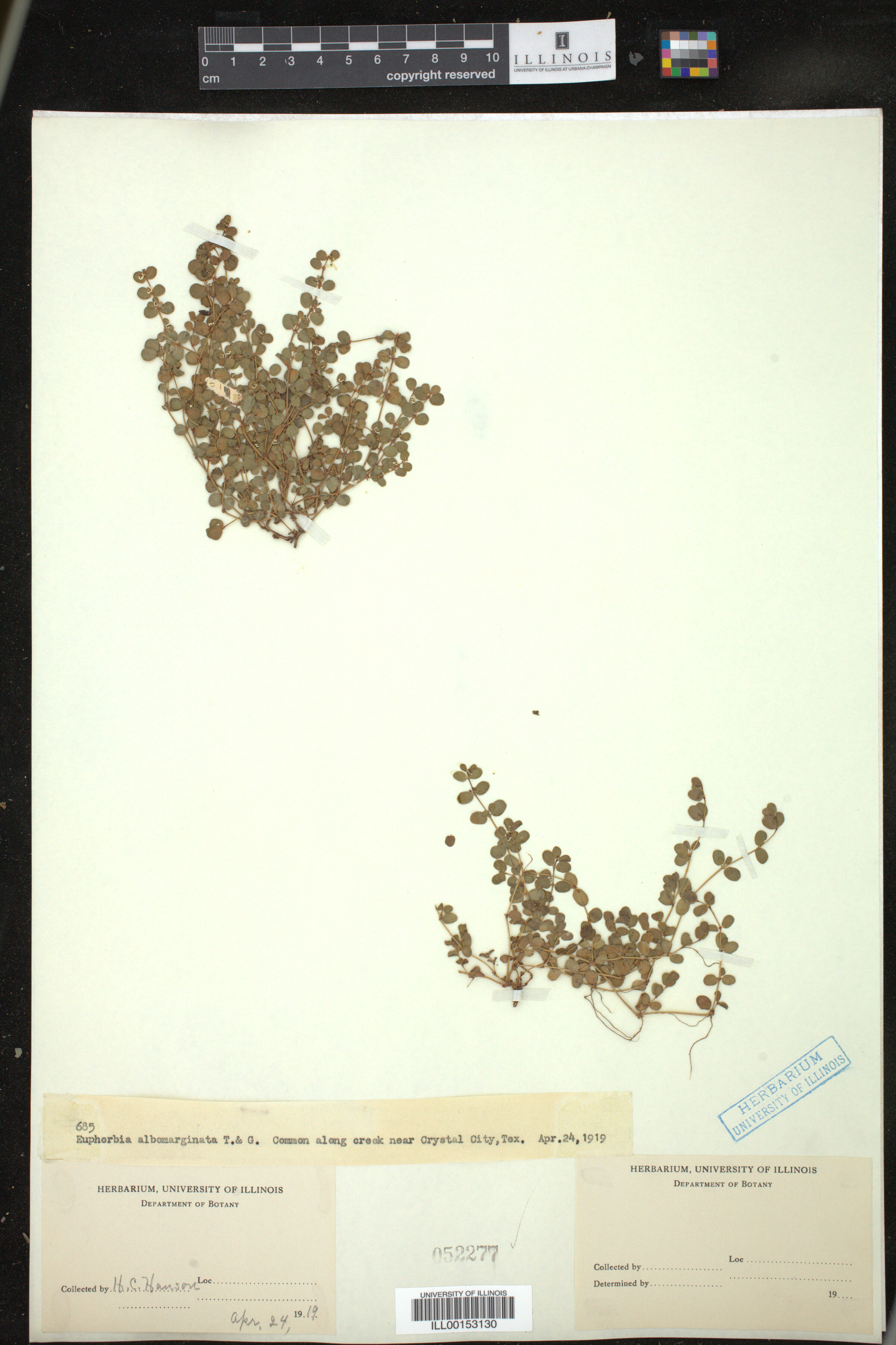 Euphorbia albomarginata image