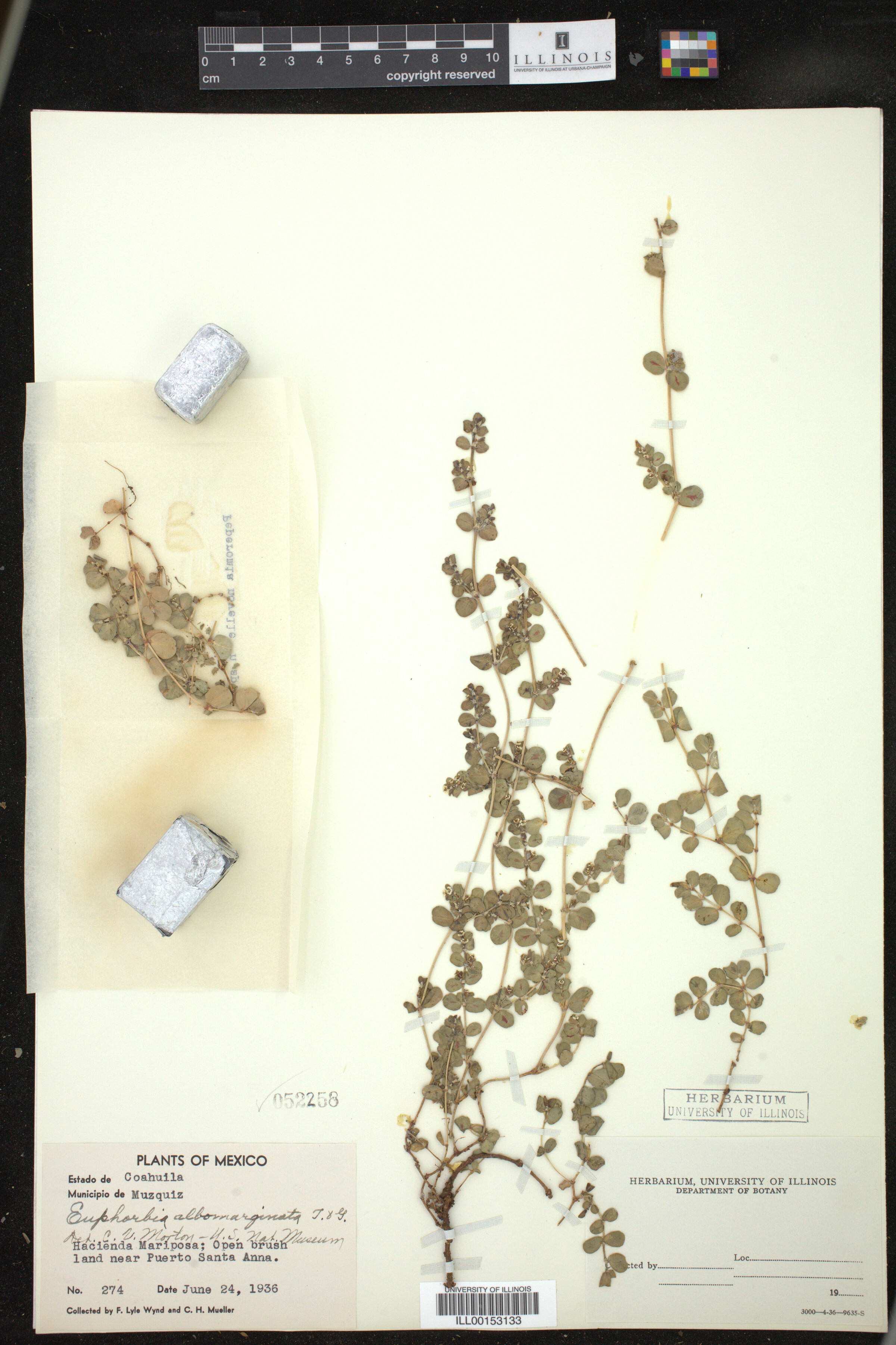 Euphorbia albomarginata image