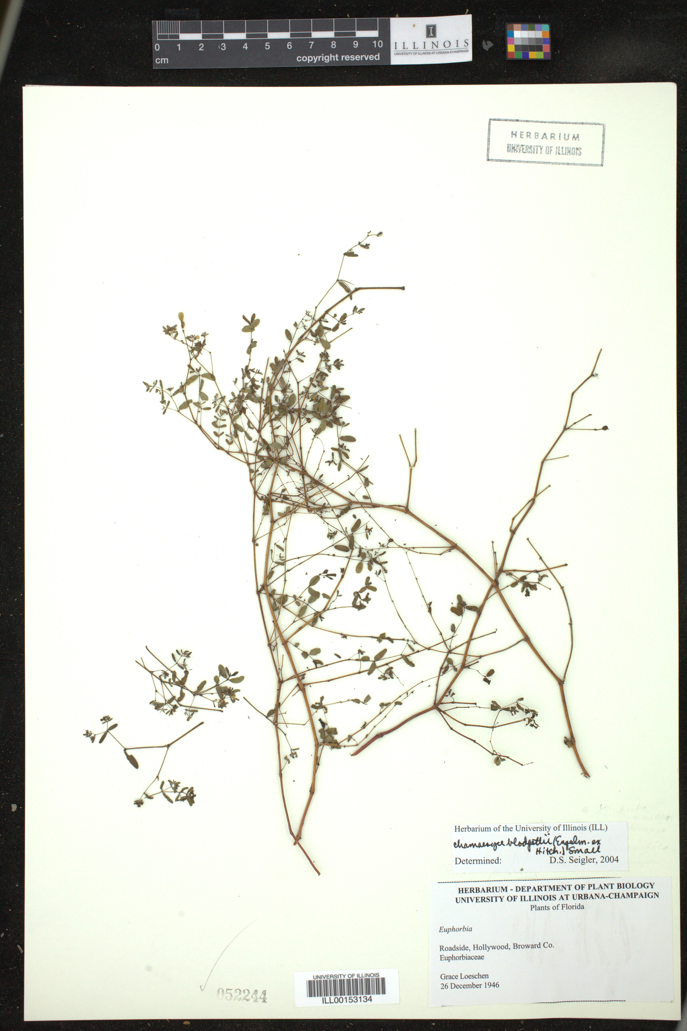 Euphorbia blodgettii image