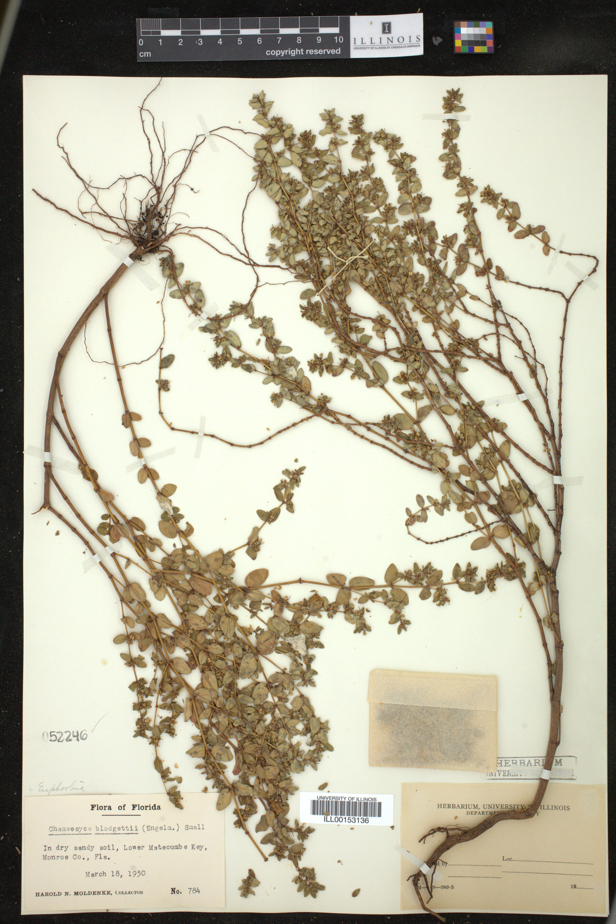 Euphorbia blodgettii image