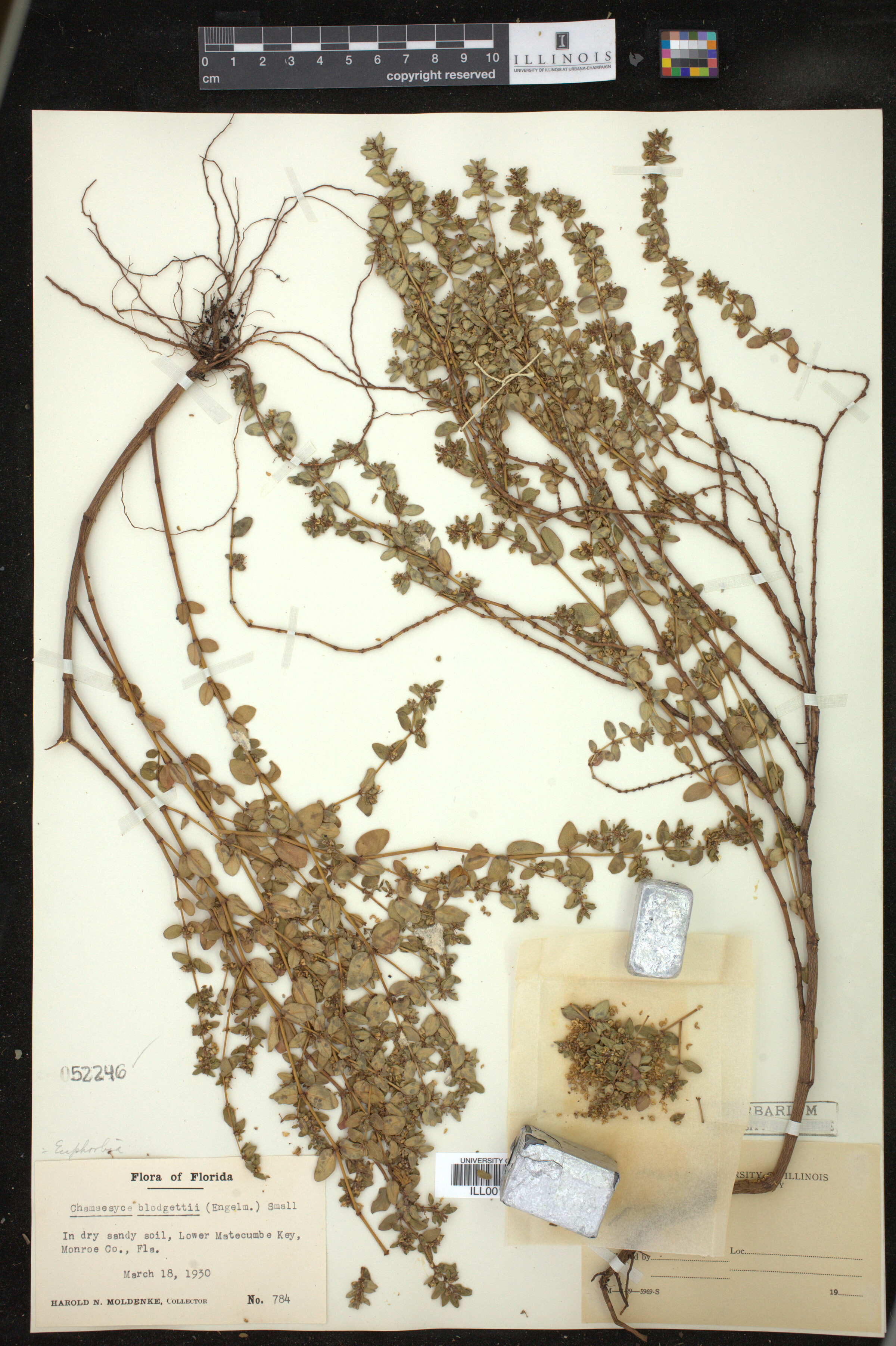 Euphorbia blodgettii image