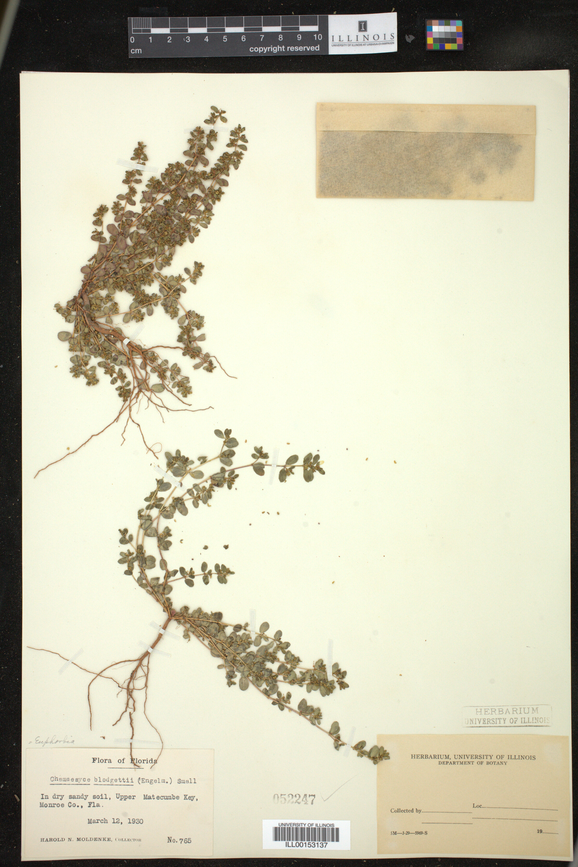 Euphorbia blodgettii image