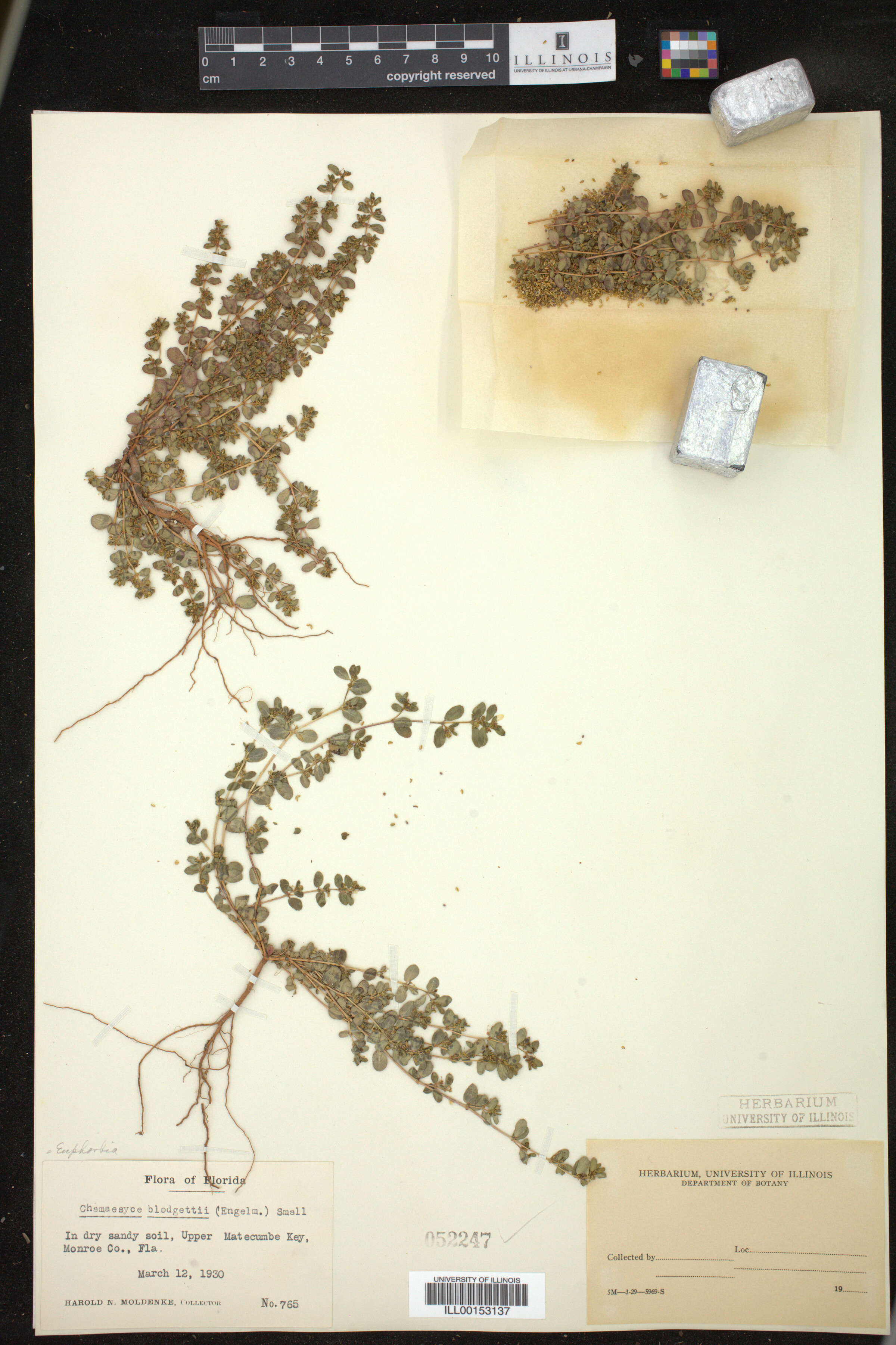 Euphorbia blodgettii image