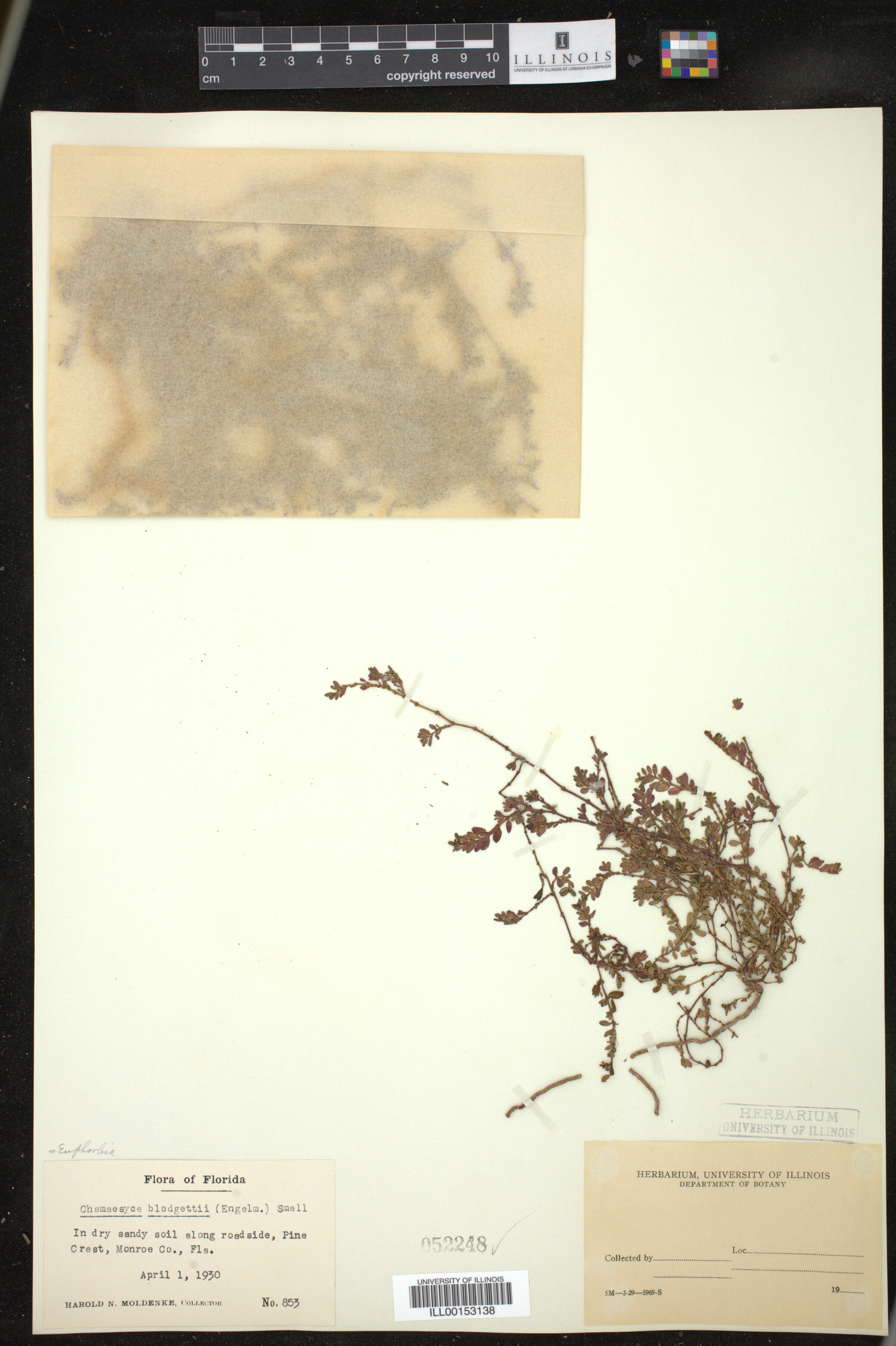 Euphorbia blodgettii image