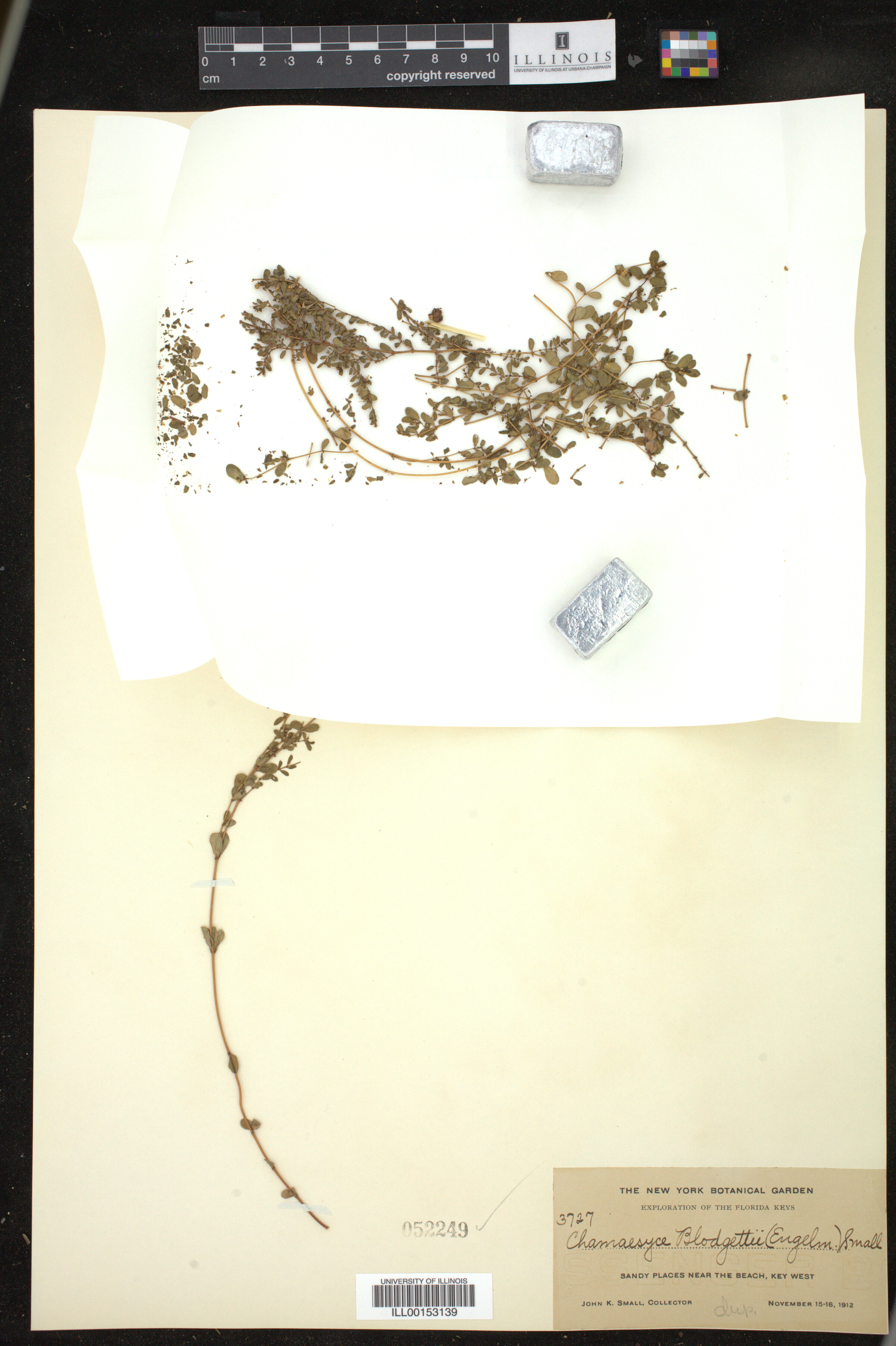 Euphorbia blodgettii image