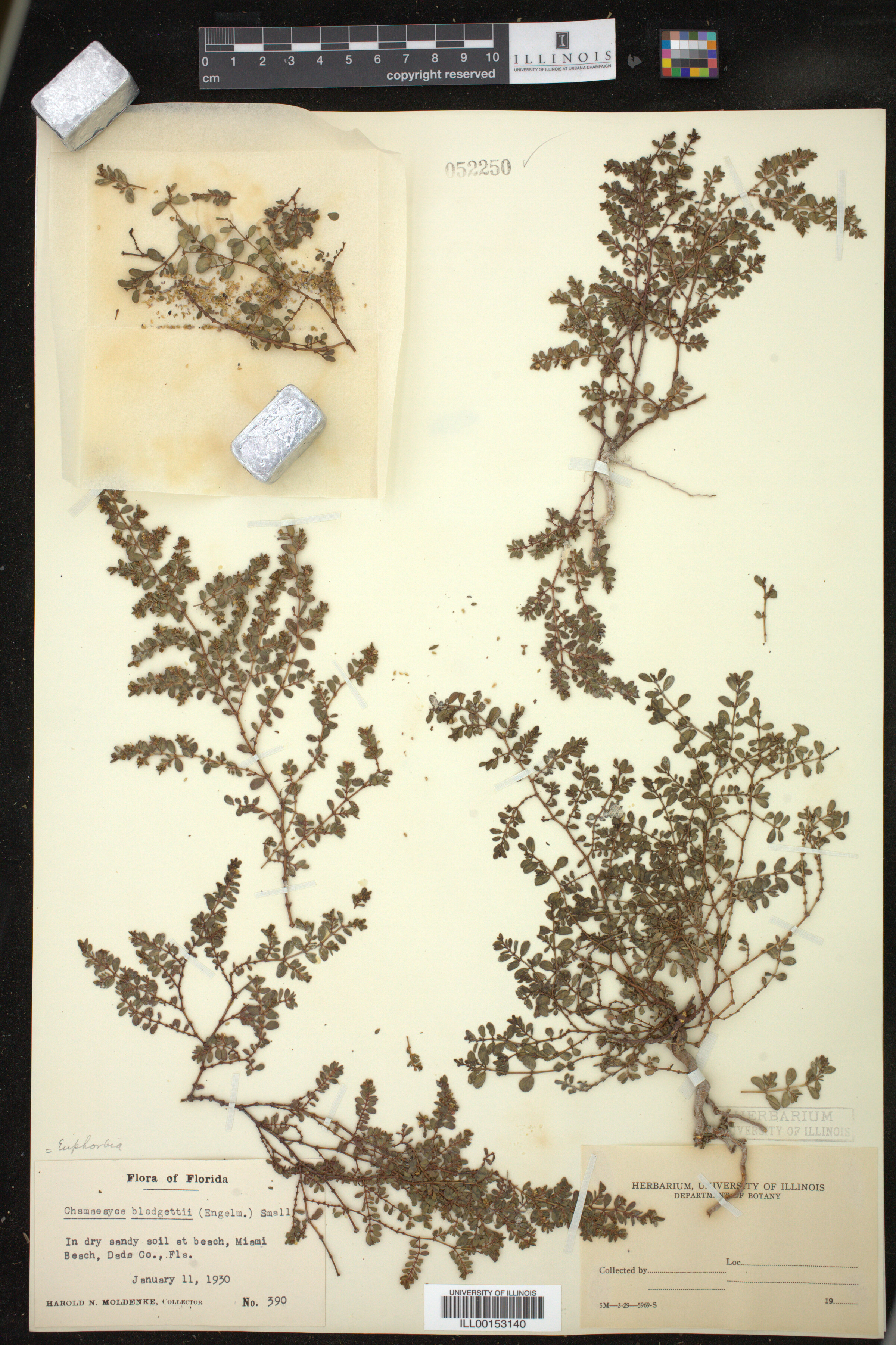 Euphorbia blodgettii image