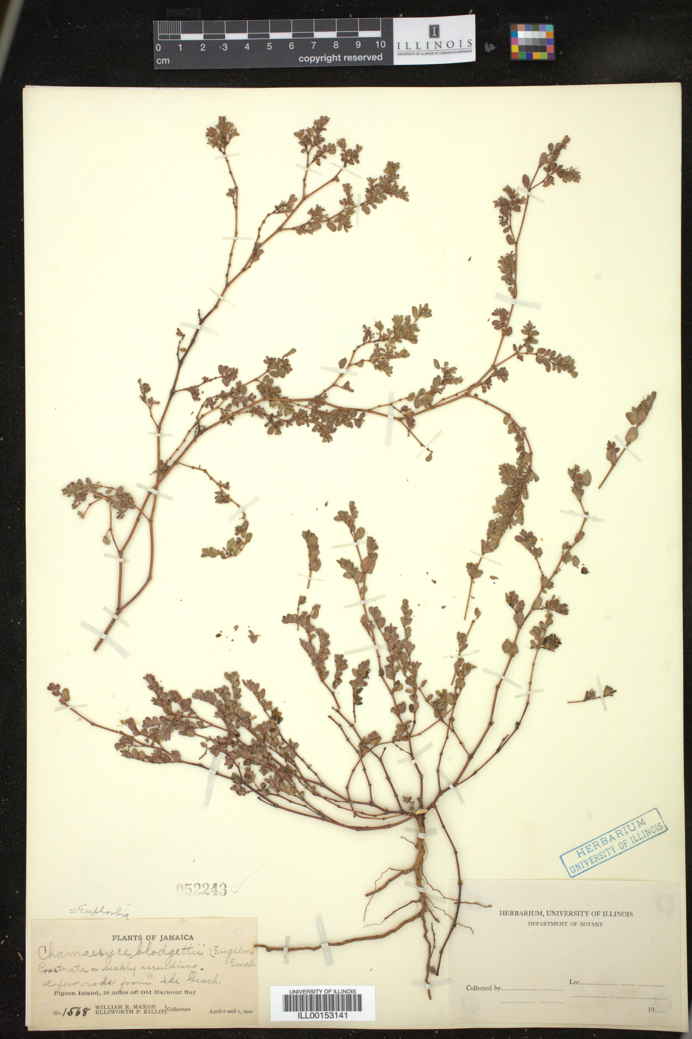 Euphorbia blodgettii image