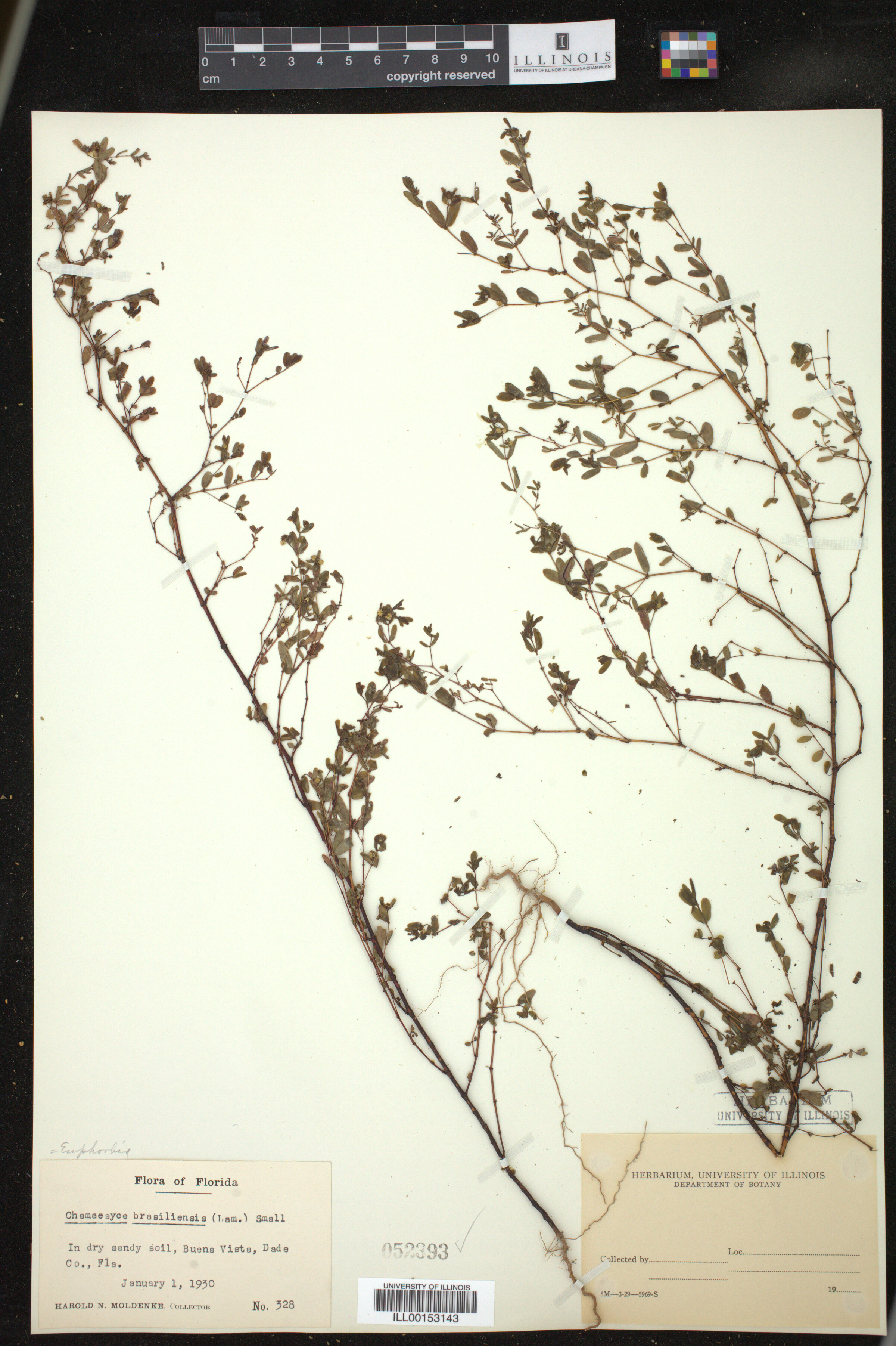 Euphorbia hyssopifolia image