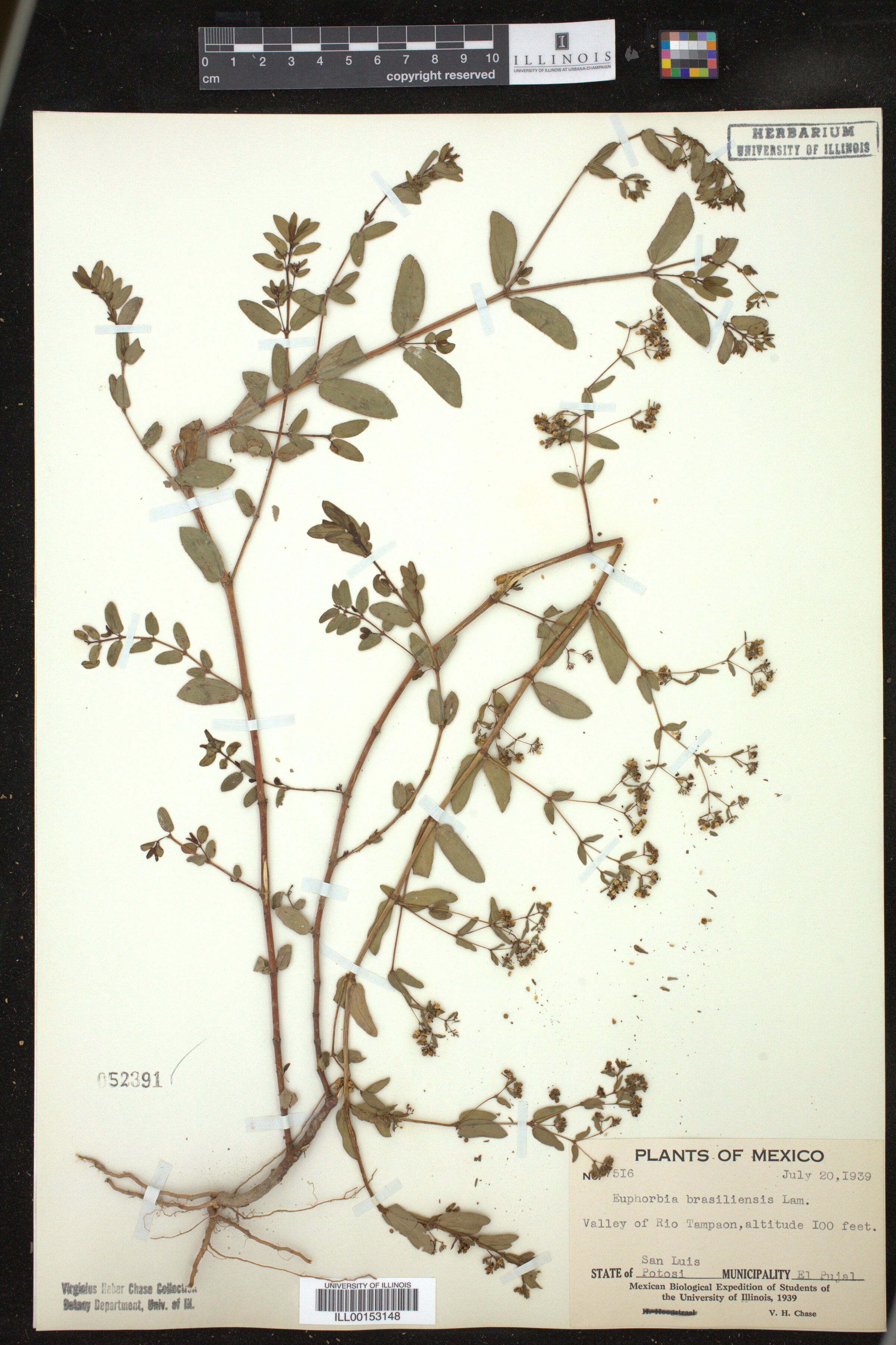 Euphorbia hyssopifolia image