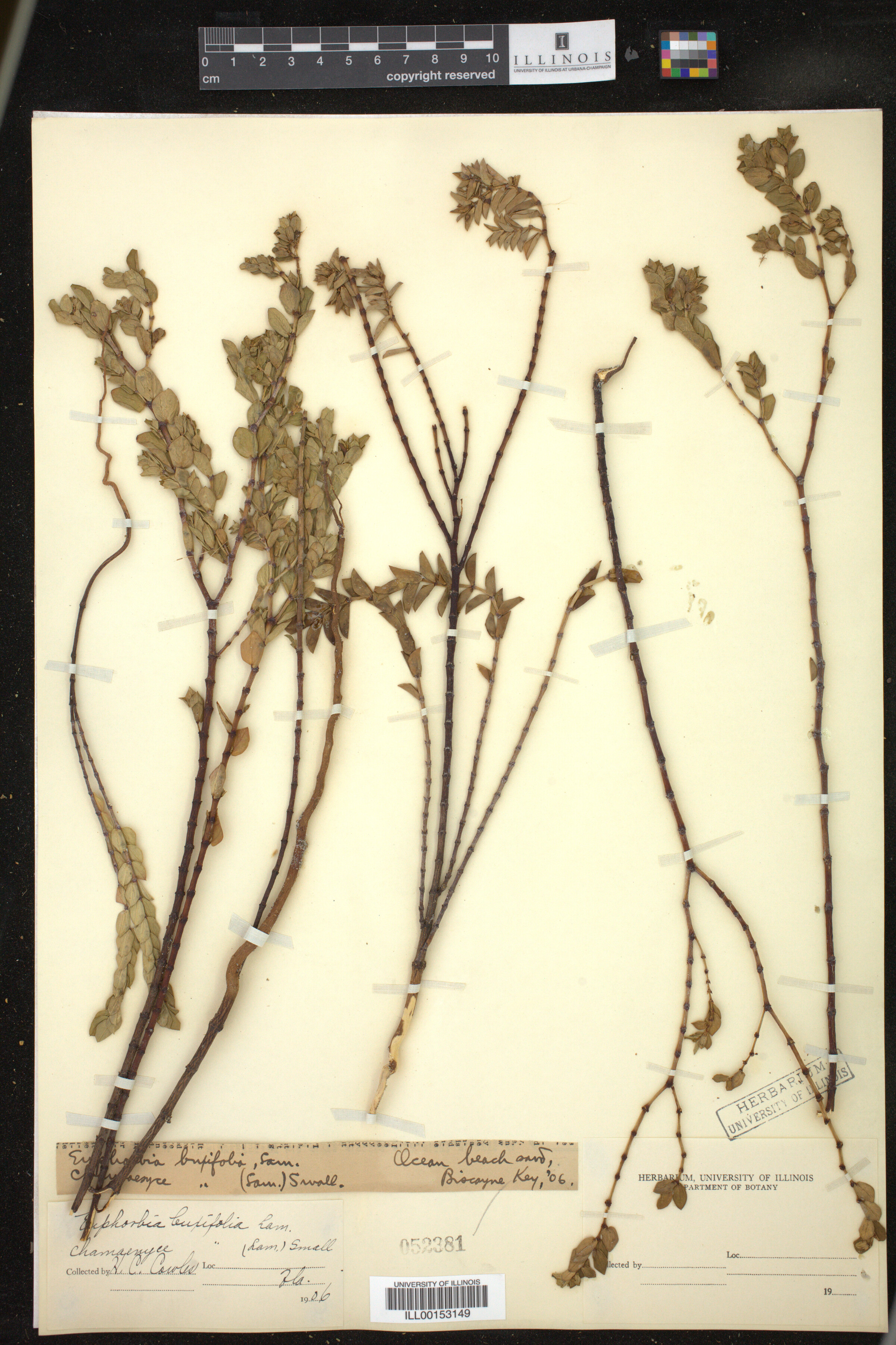 Euphorbia mesembryanthemifolia image