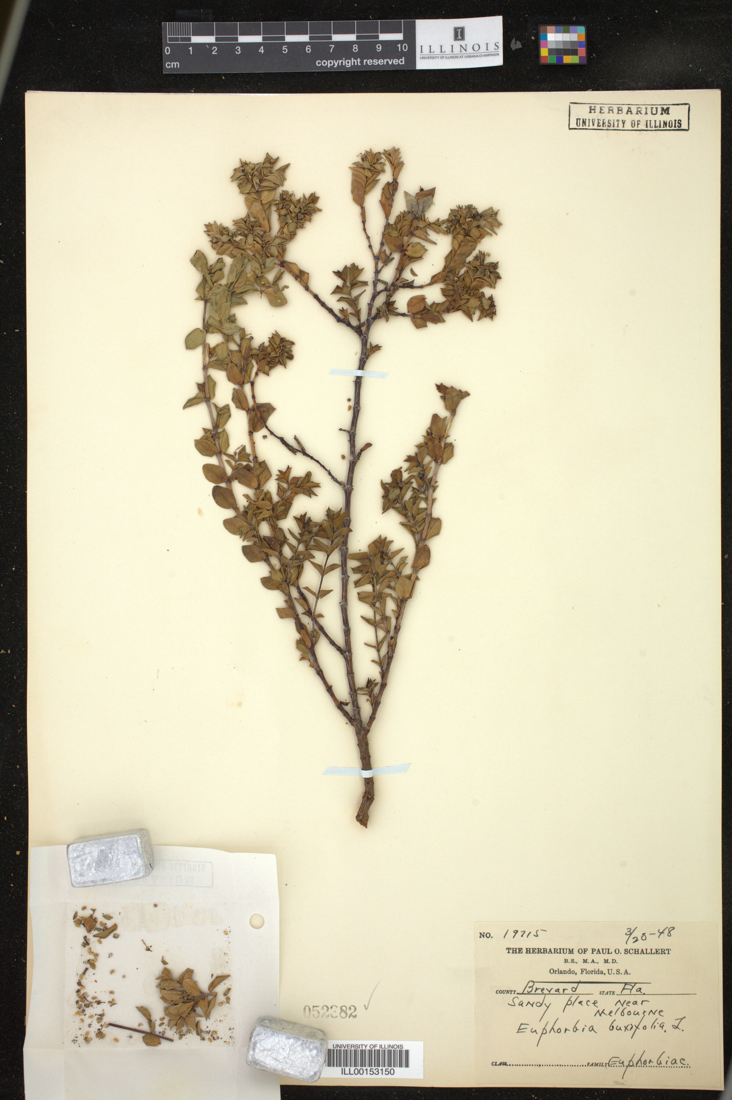 Euphorbia mesembryanthemifolia image