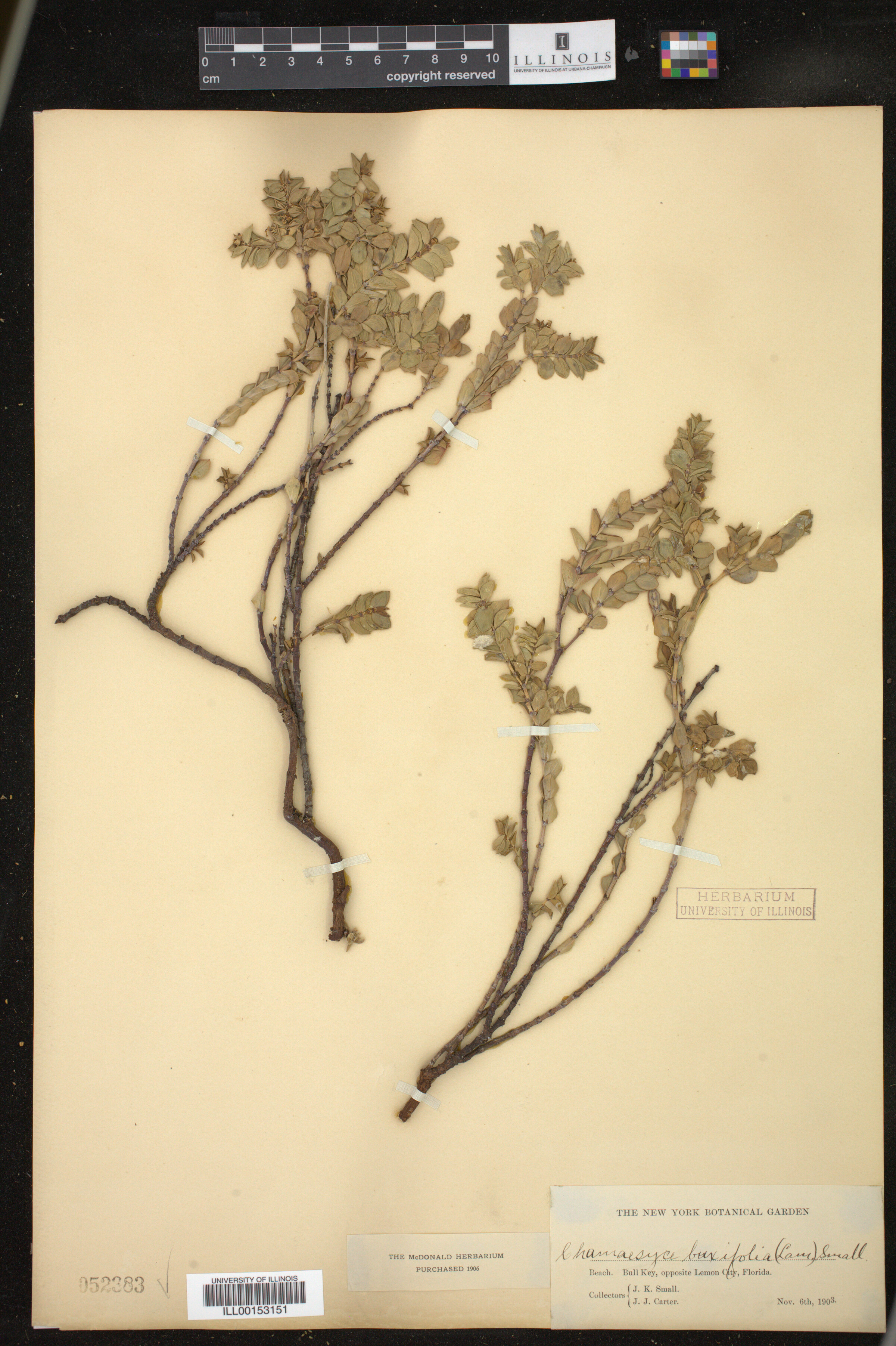Euphorbia mesembryanthemifolia image