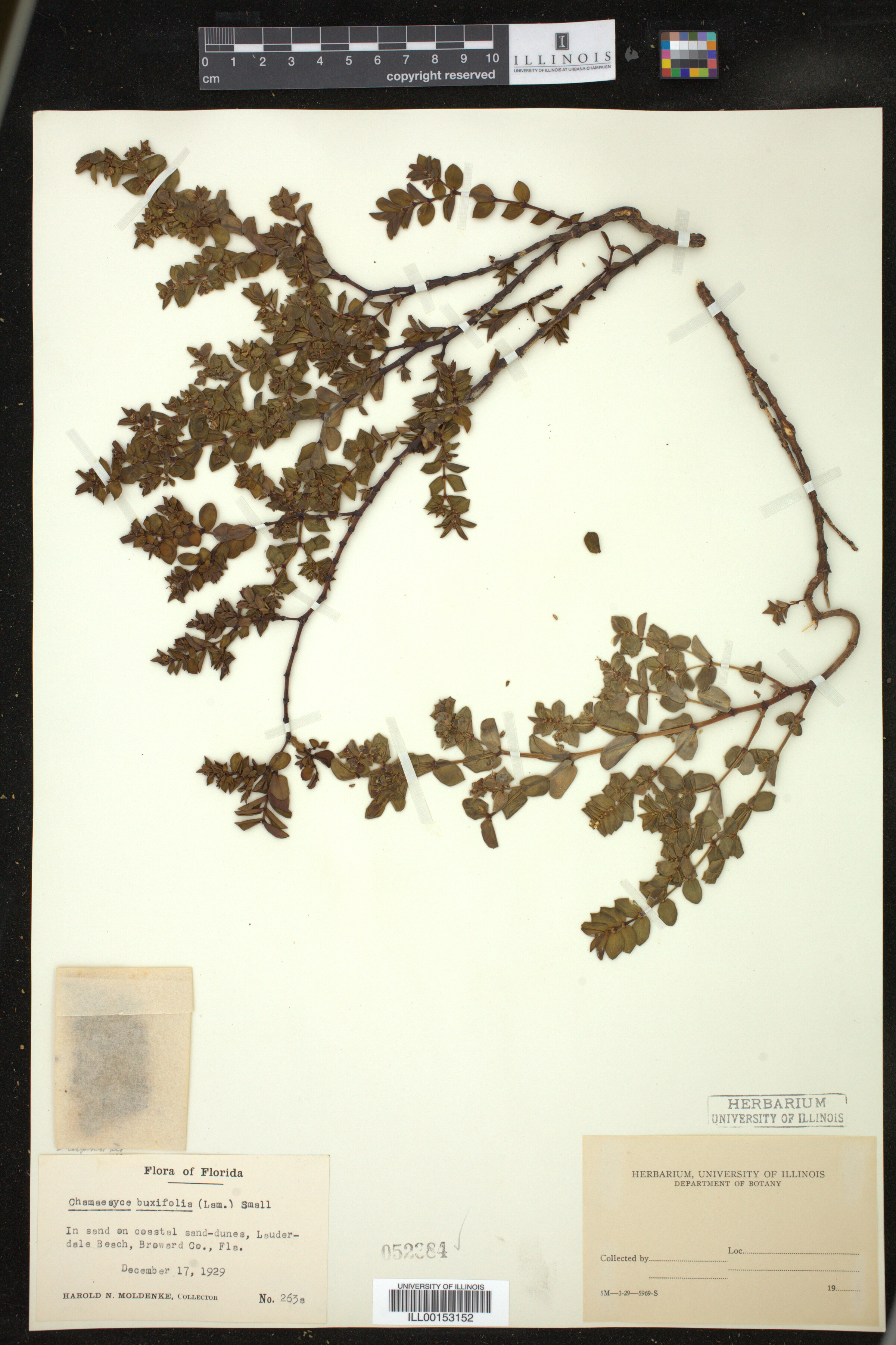 Euphorbia mesembryanthemifolia image