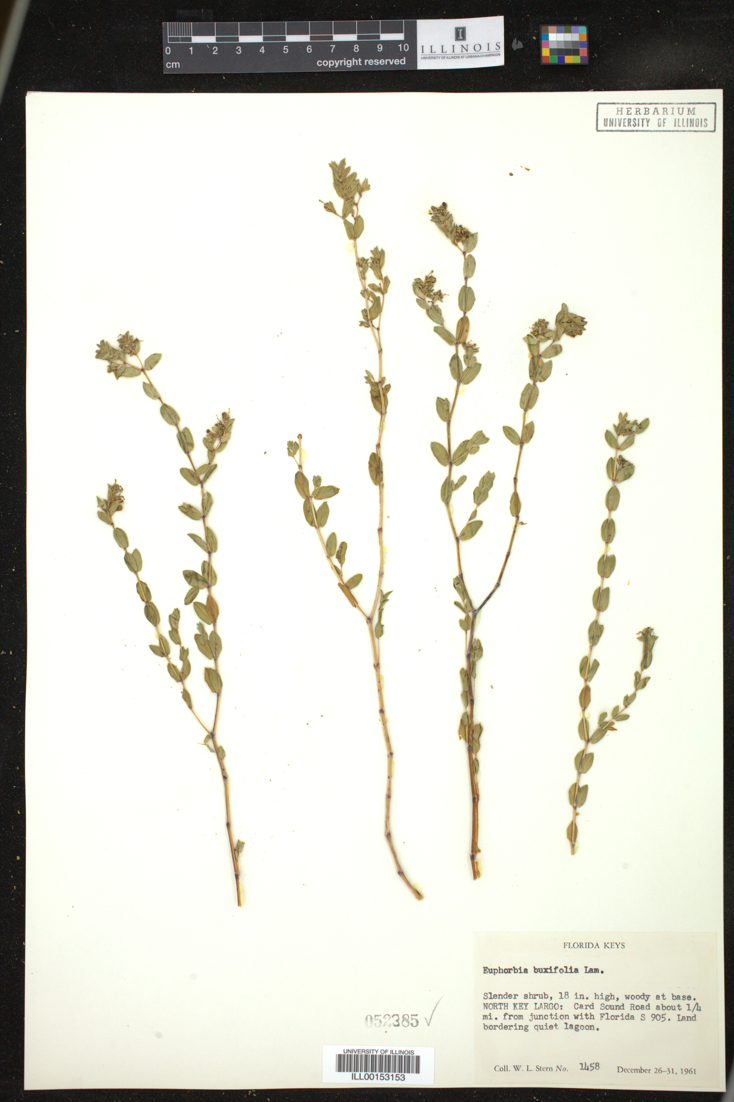 Euphorbia mesembryanthemifolia image