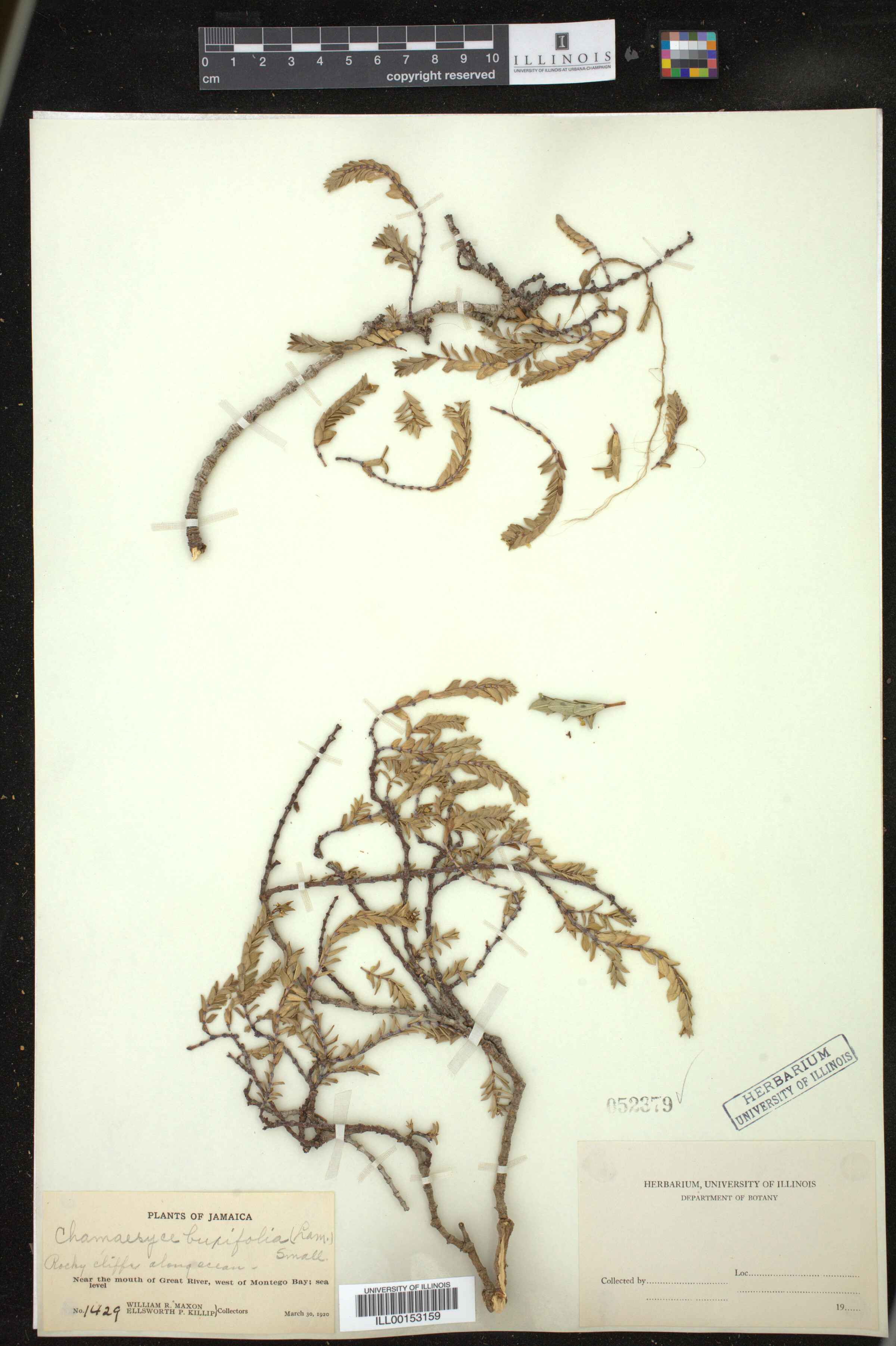 Euphorbia mesembryanthemifolia image