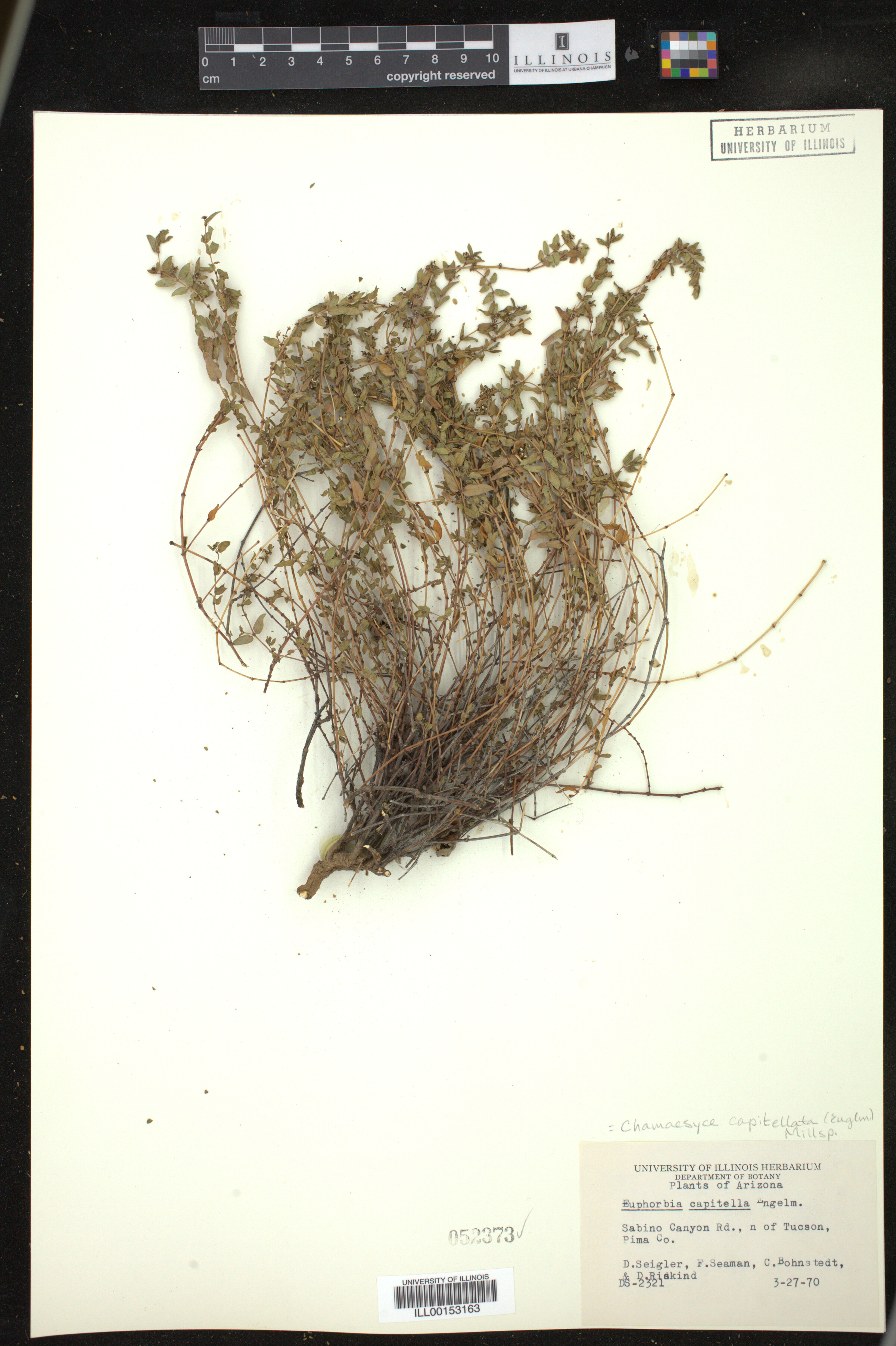 Euphorbia capitellata image