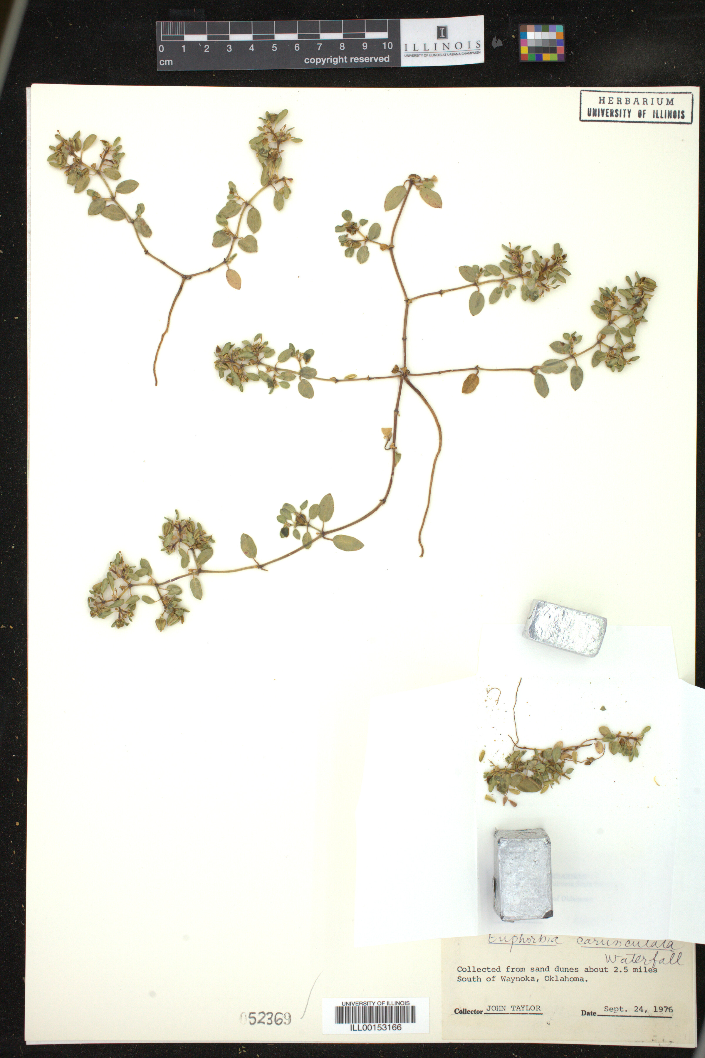 Euphorbia carunculata image