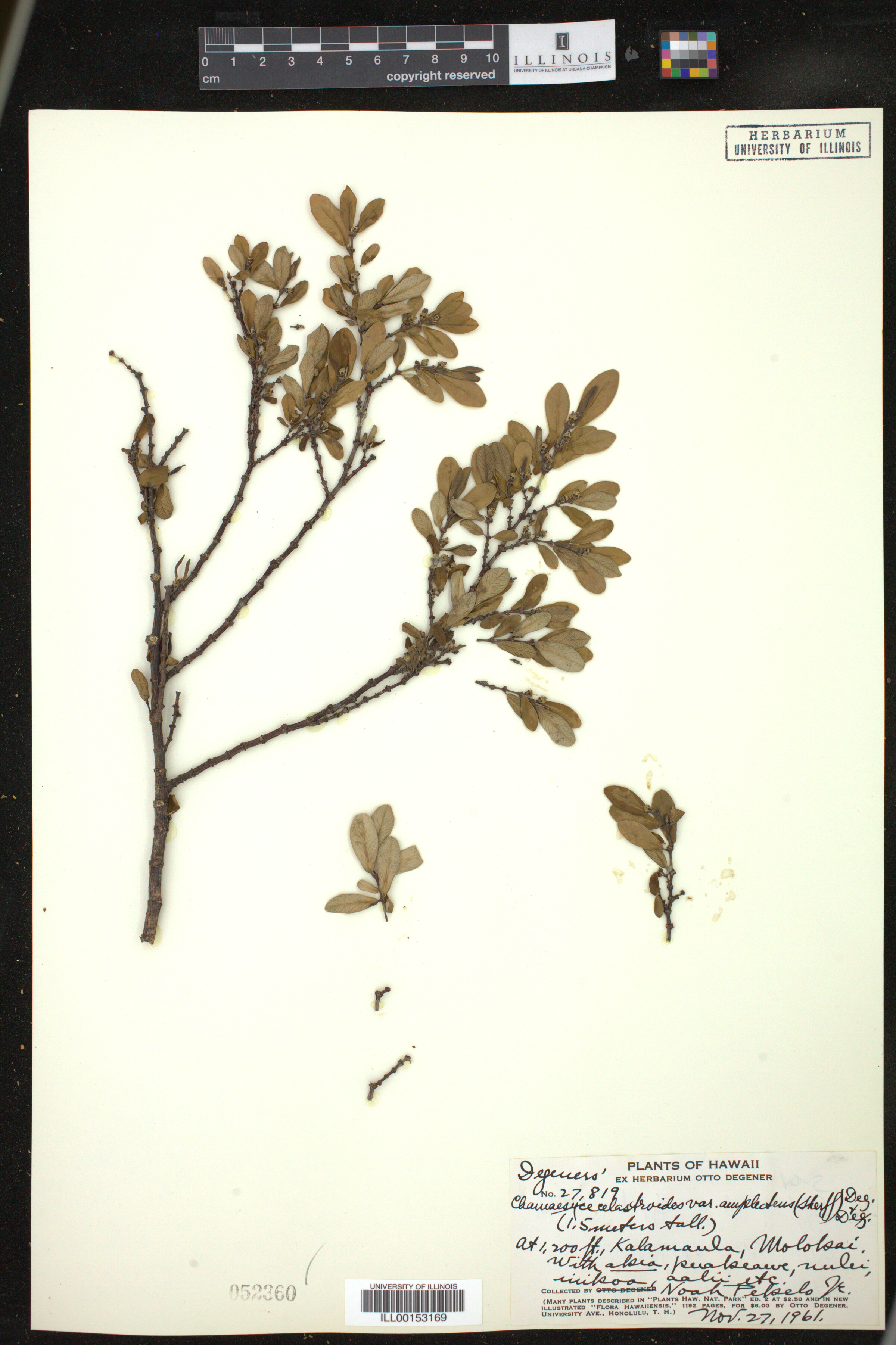Euphorbia celastroides image