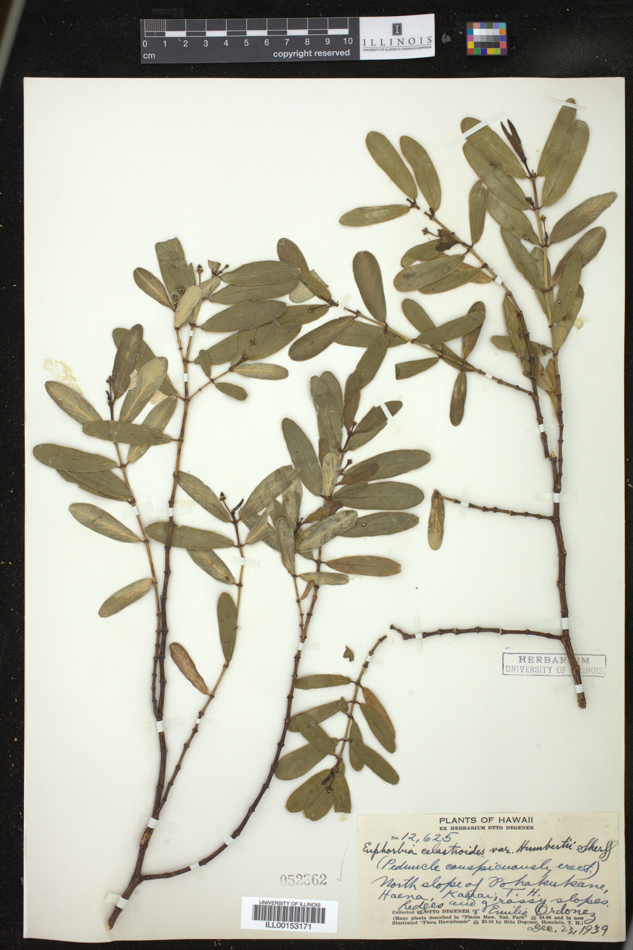 Euphorbia celastroides image