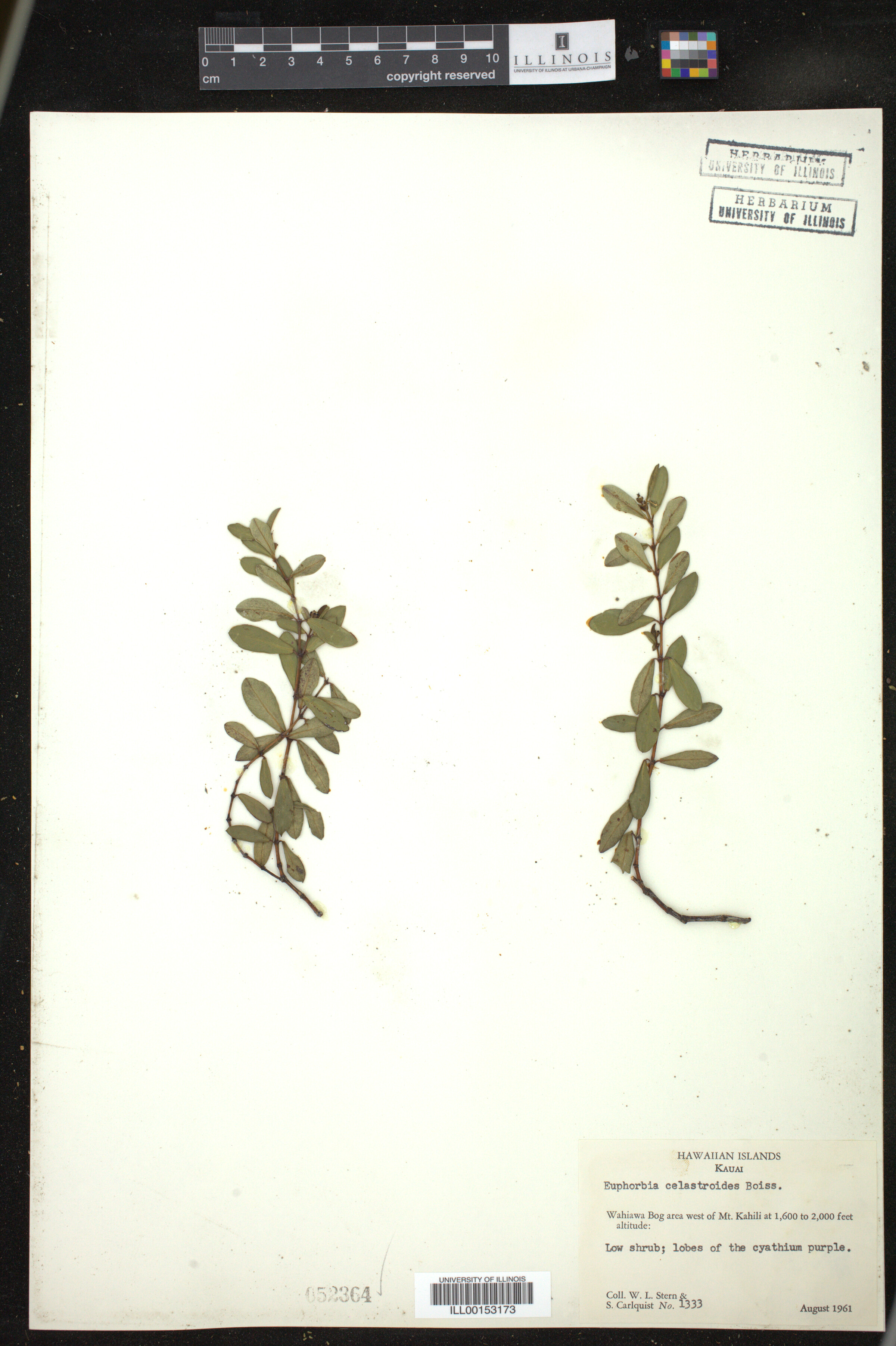 Euphorbia celastroides image