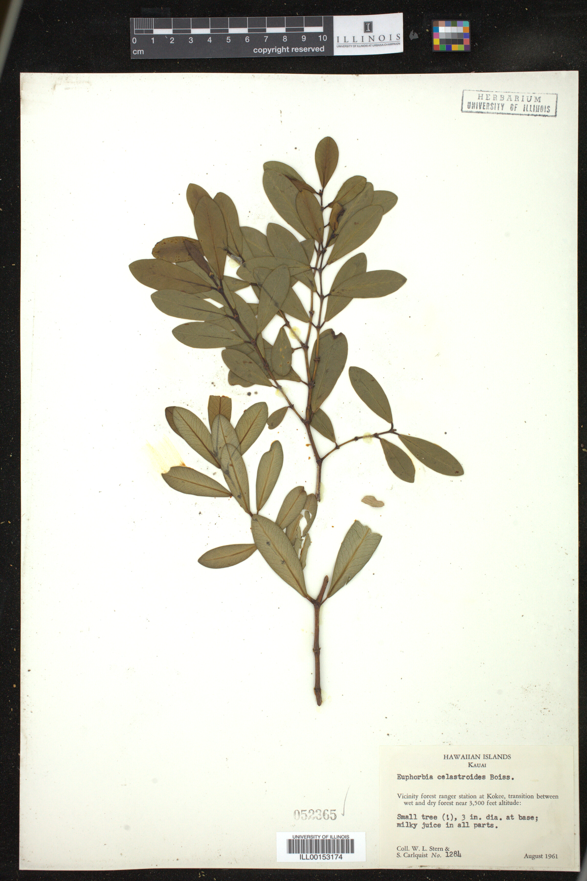 Euphorbia celastroides image