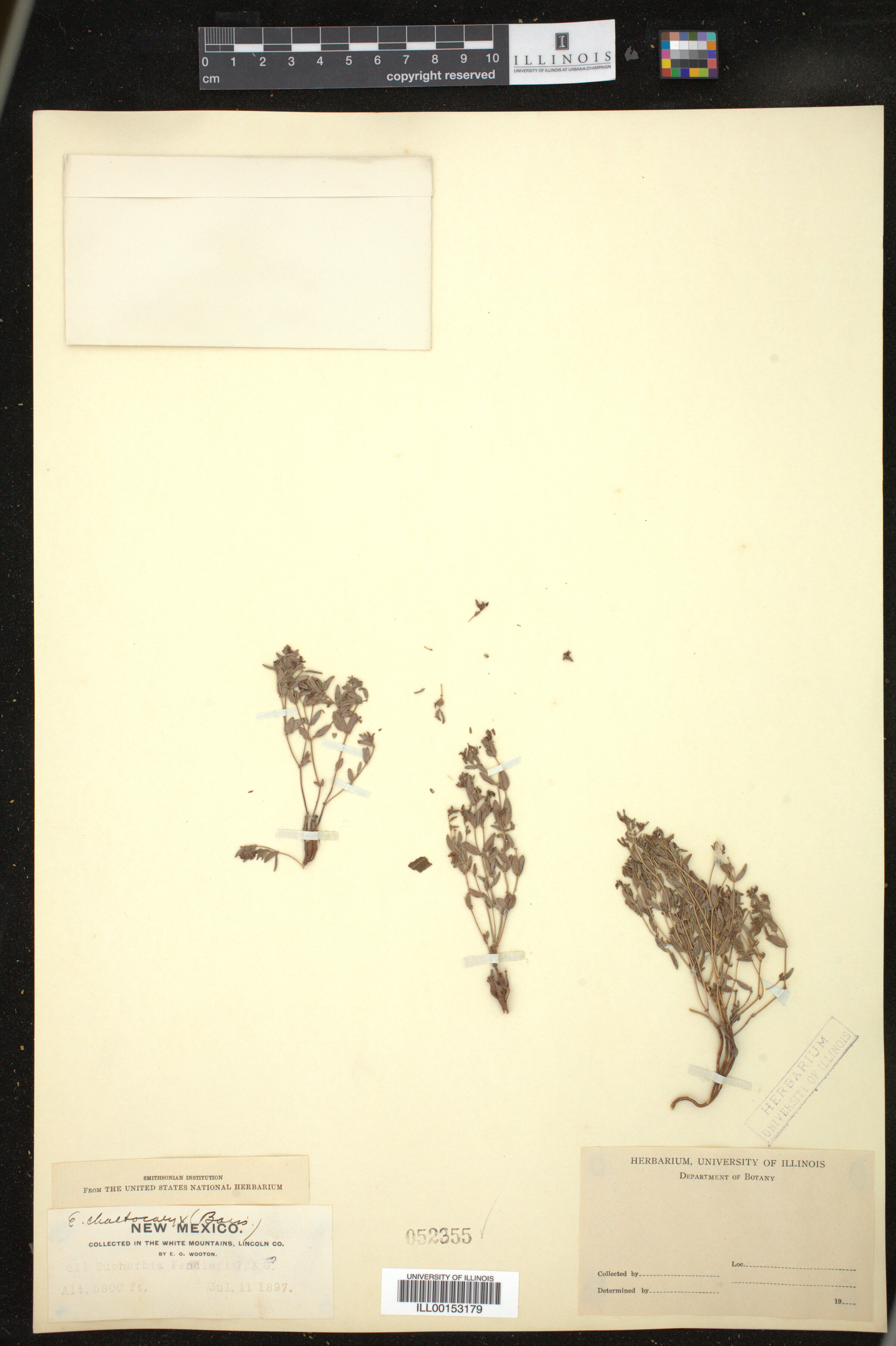 Euphorbia chaetocalyx image