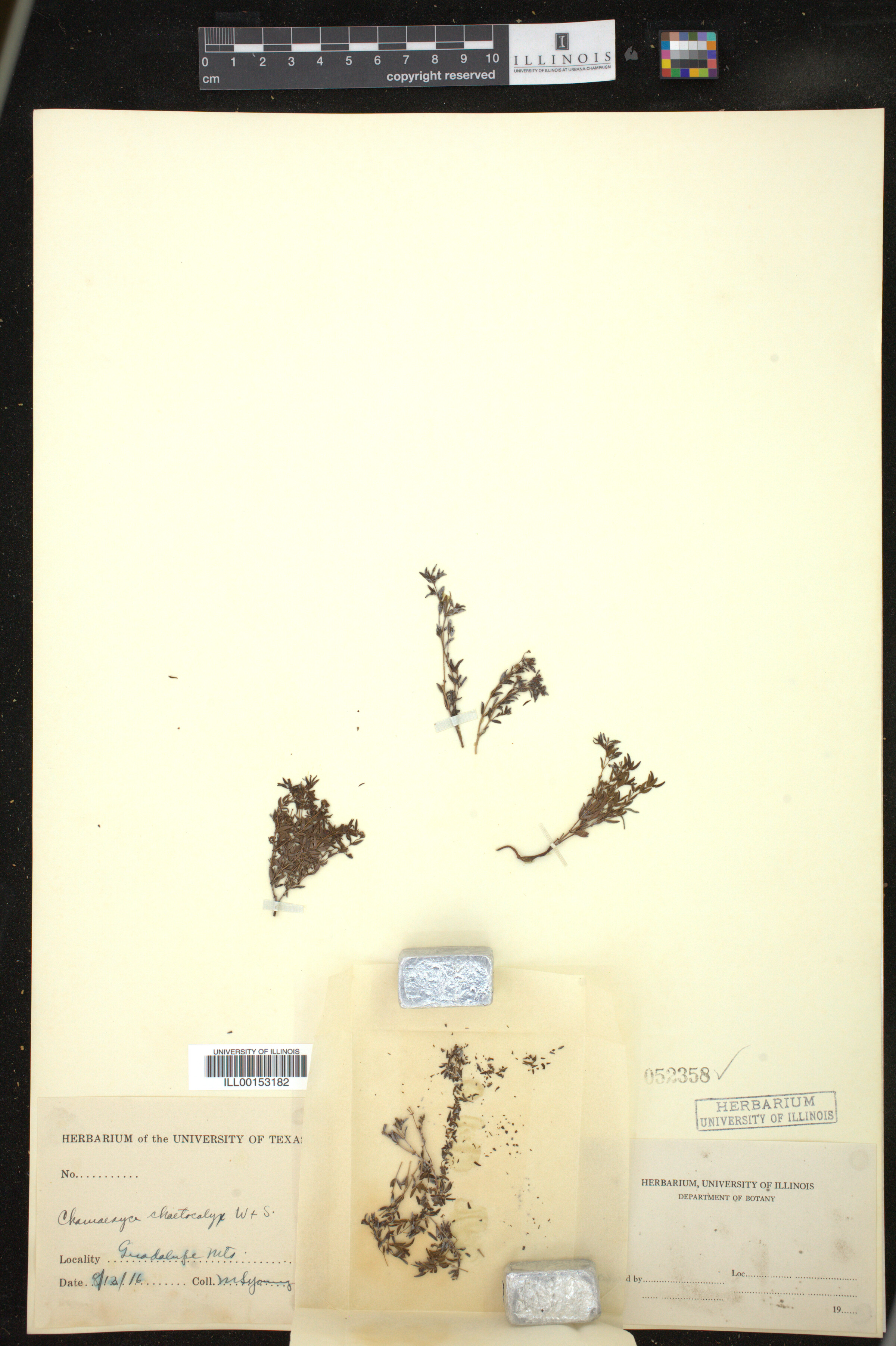 Euphorbia chaetocalyx image