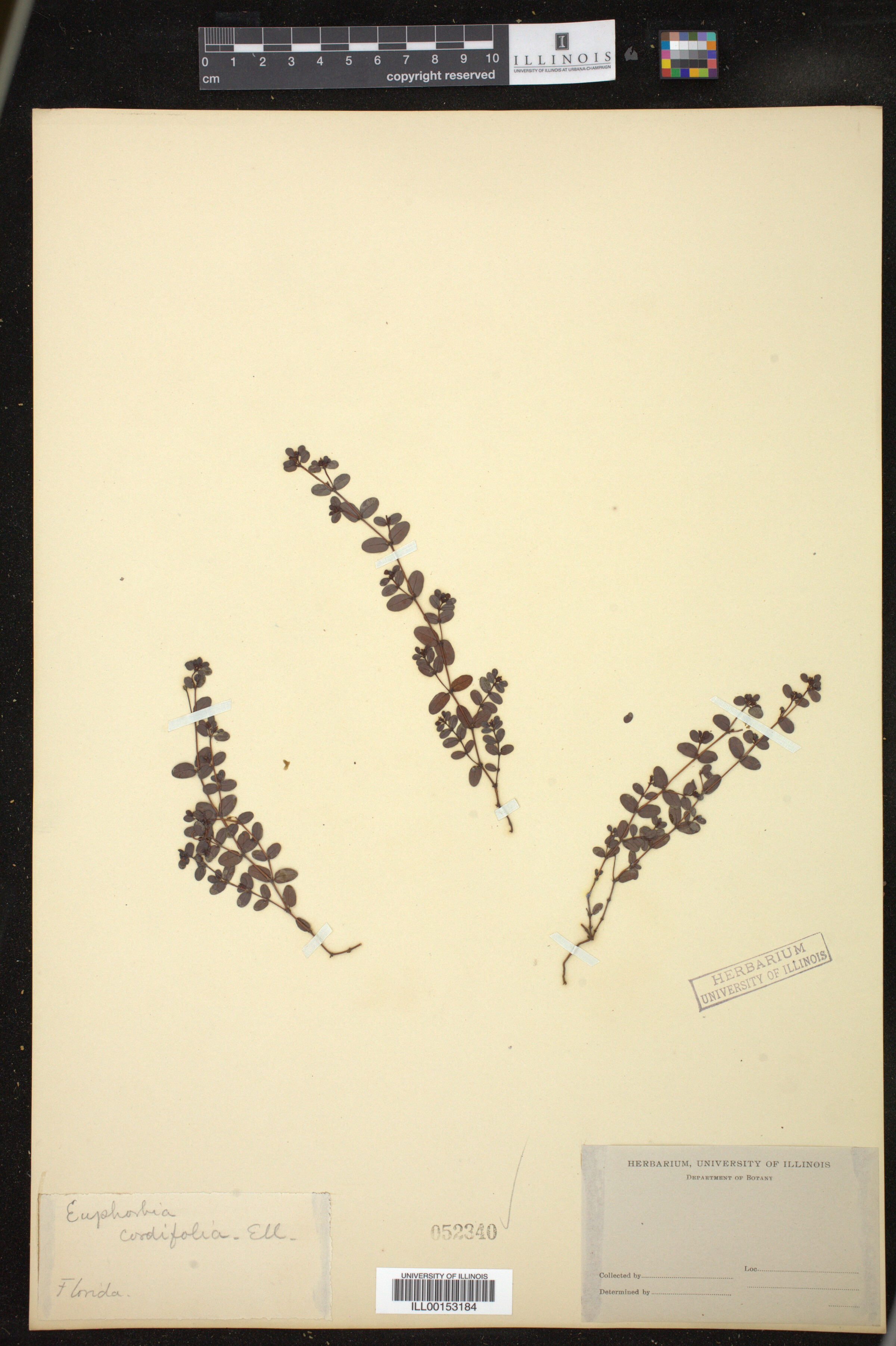 Euphorbia cordifolia image