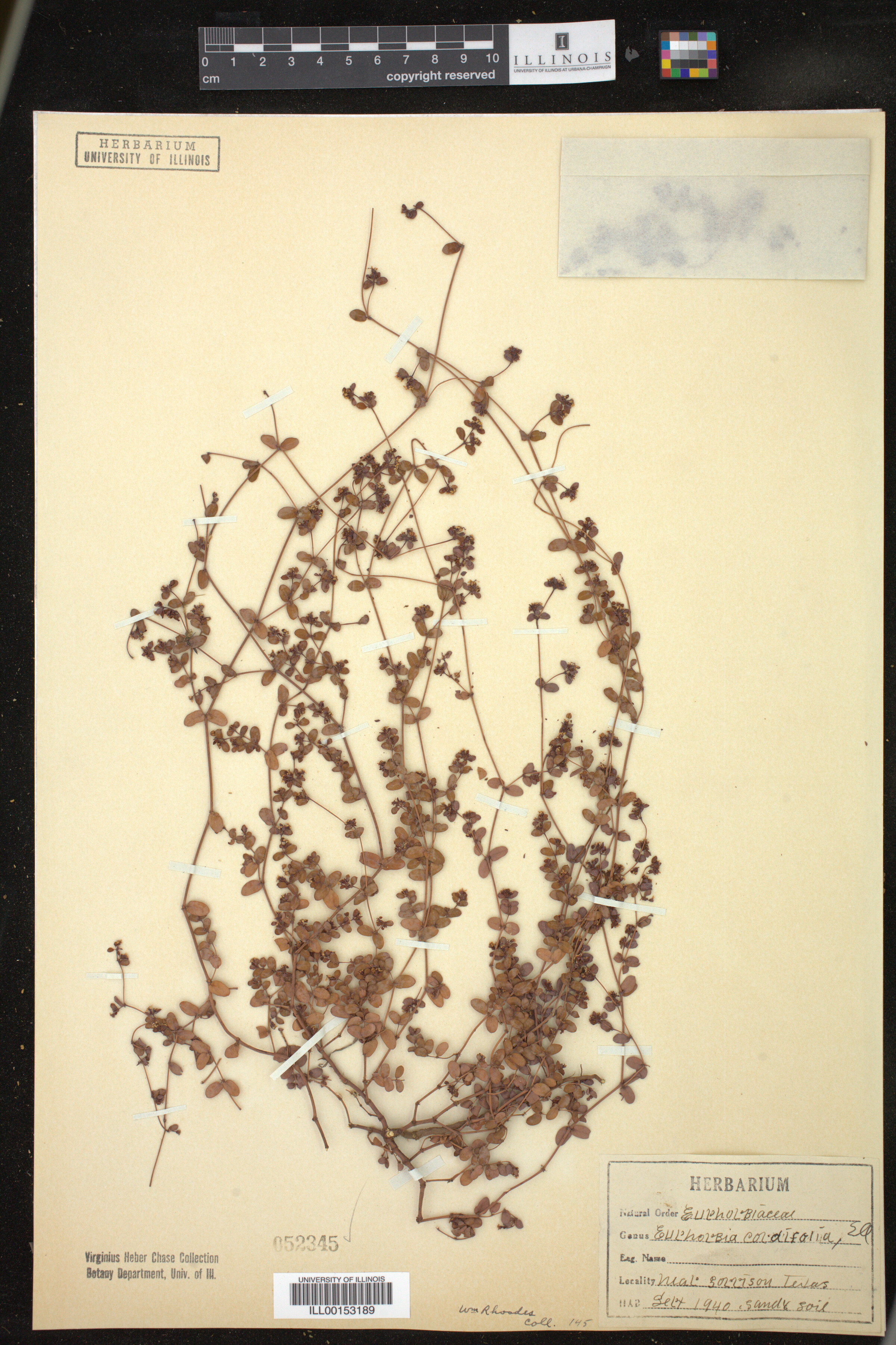 Euphorbia cordifolia image