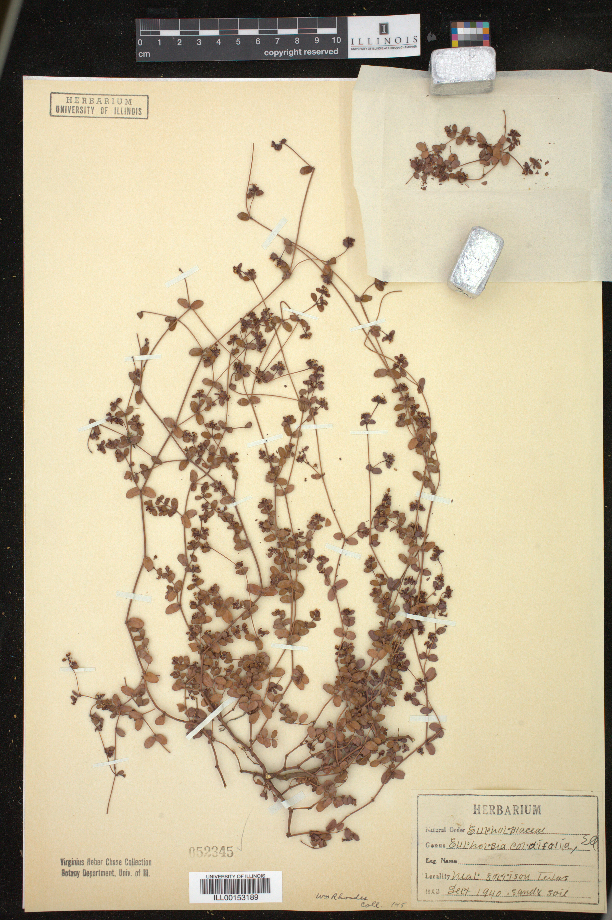 Euphorbia cordifolia image
