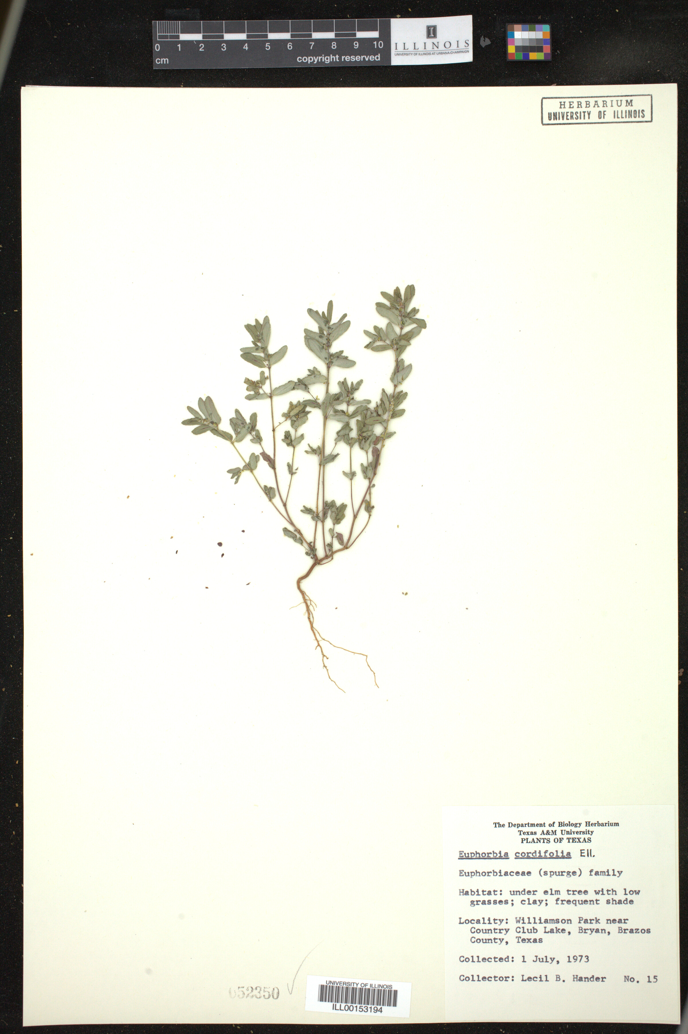 Euphorbia cordifolia image