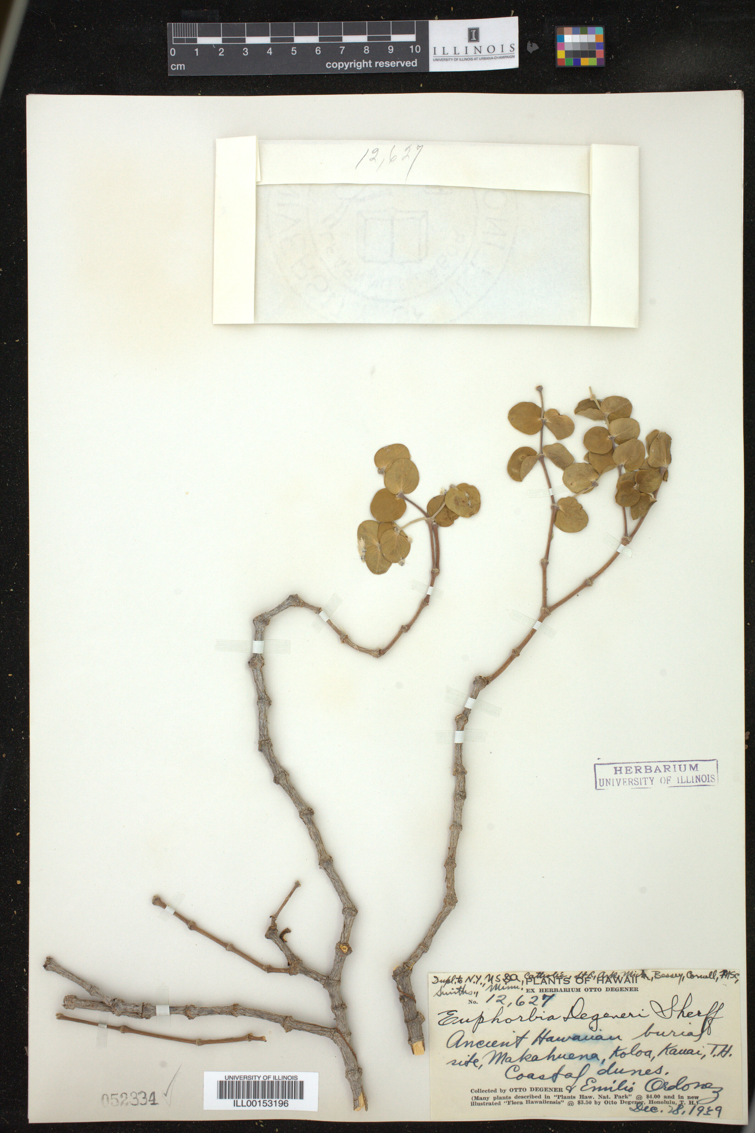 Euphorbia degeneri image