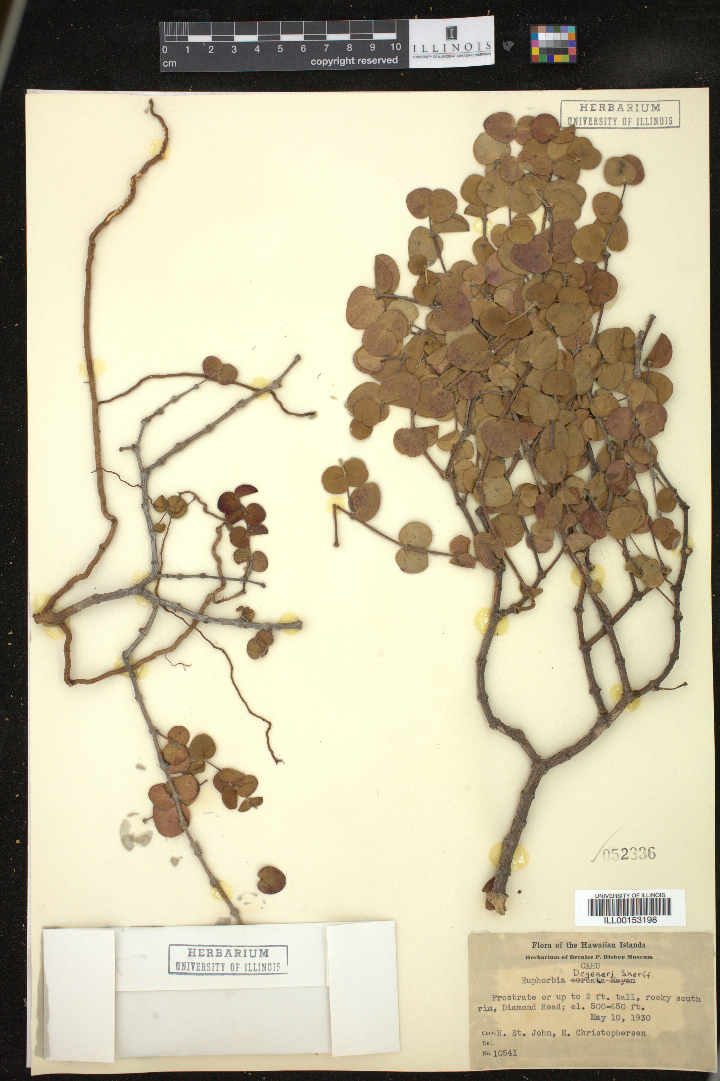 Euphorbia degeneri image